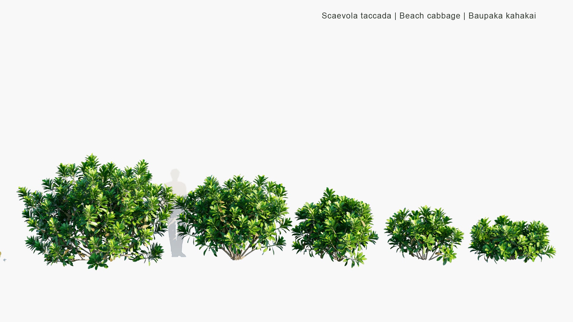 Low Poly Scaevola Taccada - Beach Cabbage, Sea Lettuce, Beach Naupaka, Naupaka Kahakai (3D Model)