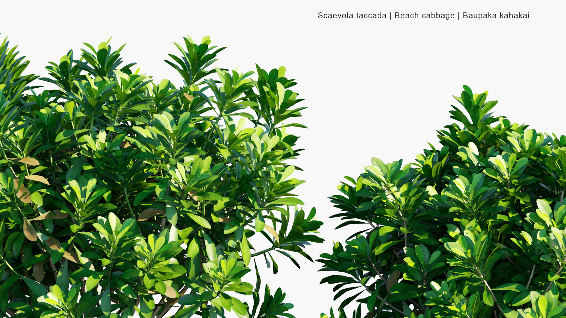 Low Poly | Scaevola Taccada (Beach Cabbage) 3D Model - Globeplants