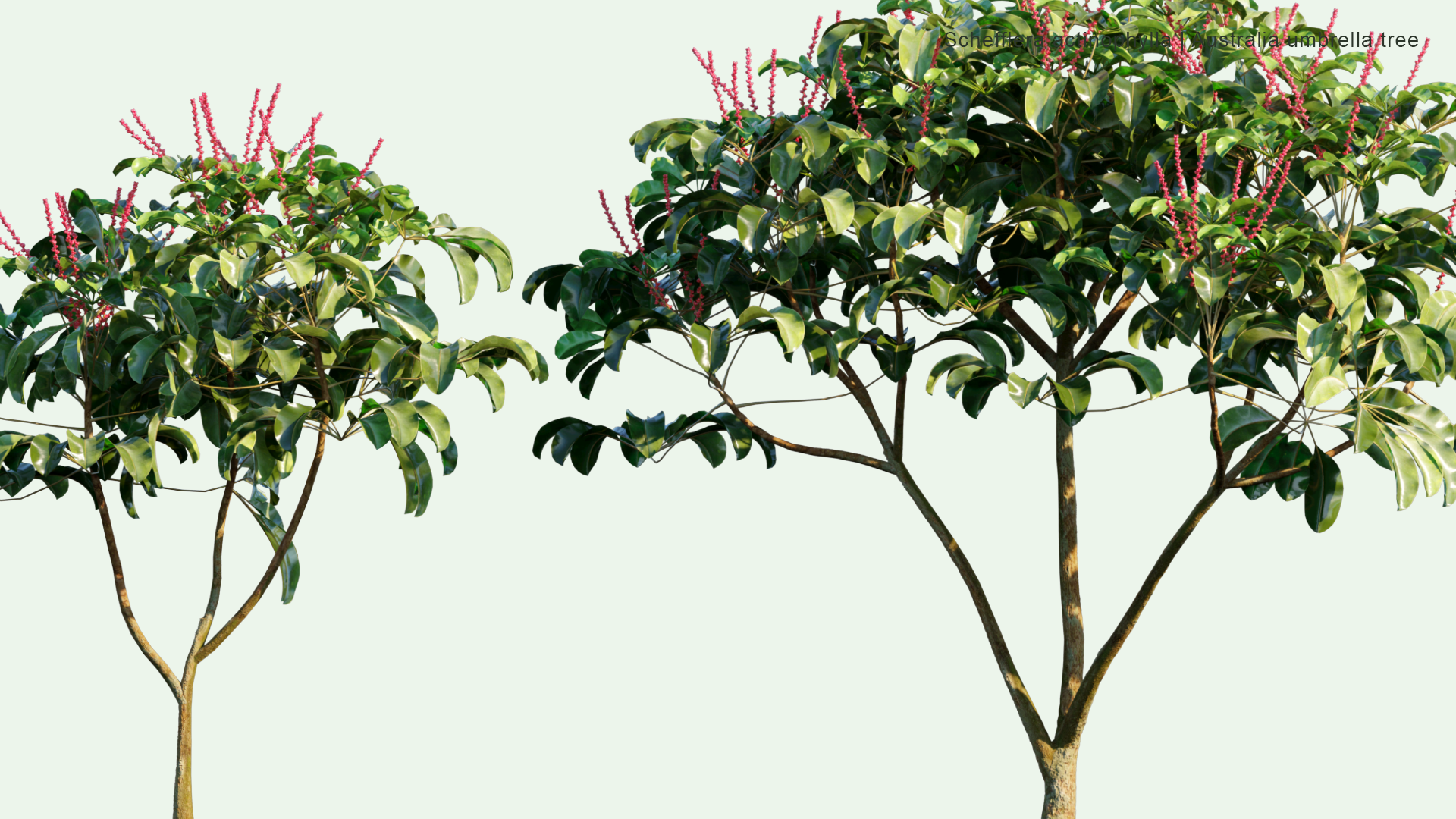 2D Schefflera Actinophylla - Australia Umbrella Tree, Queensland Umbrella Tree, Octopus Tree, Amate