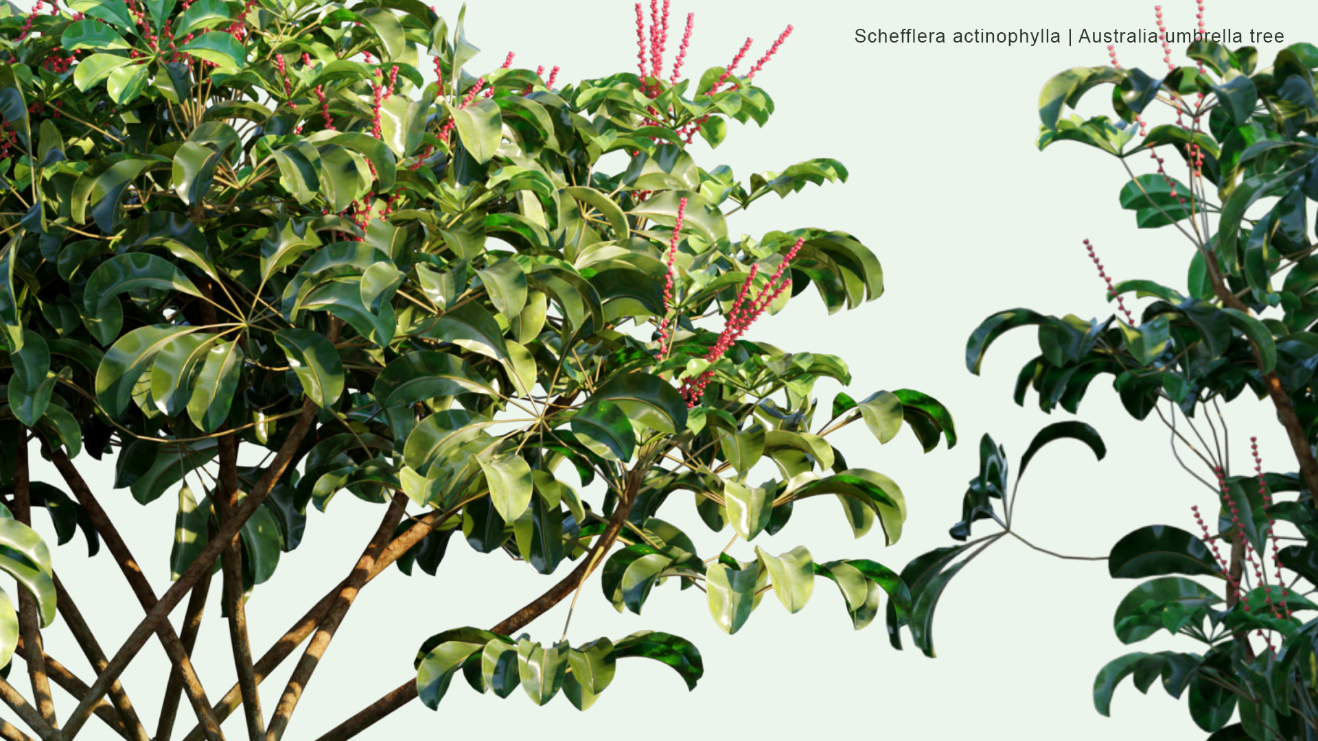 2D Schefflera Actinophylla - Australia Umbrella Tree, Queensland Umbrella Tree, Octopus Tree, Amate