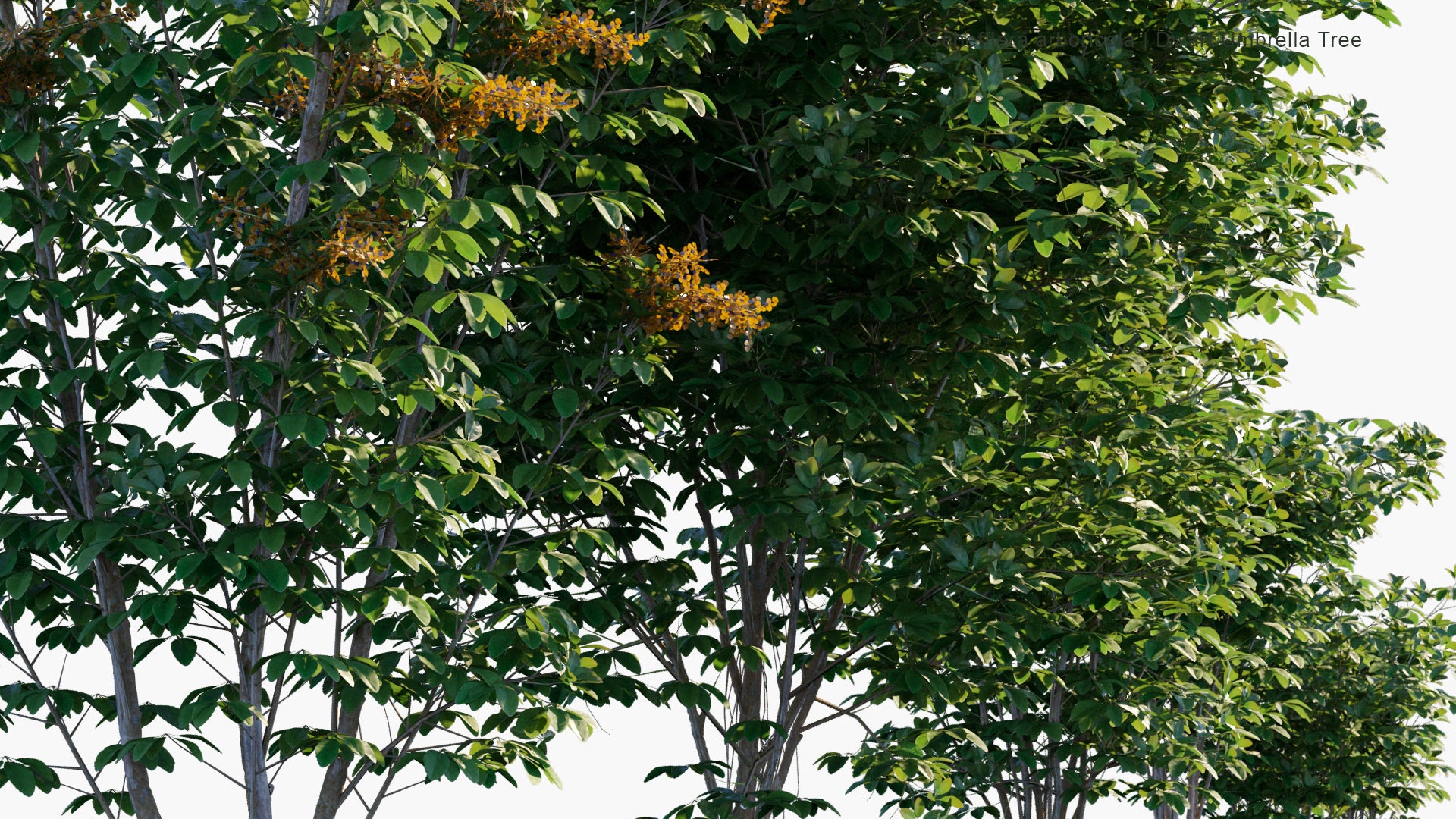 Low Poly Schefflera Arboricola - Dwarf Hawaiian Schefflera, Brassaia Arboricola, Heptapleurum Arboricola, Dwarf Umbrella Tree (3D Model)