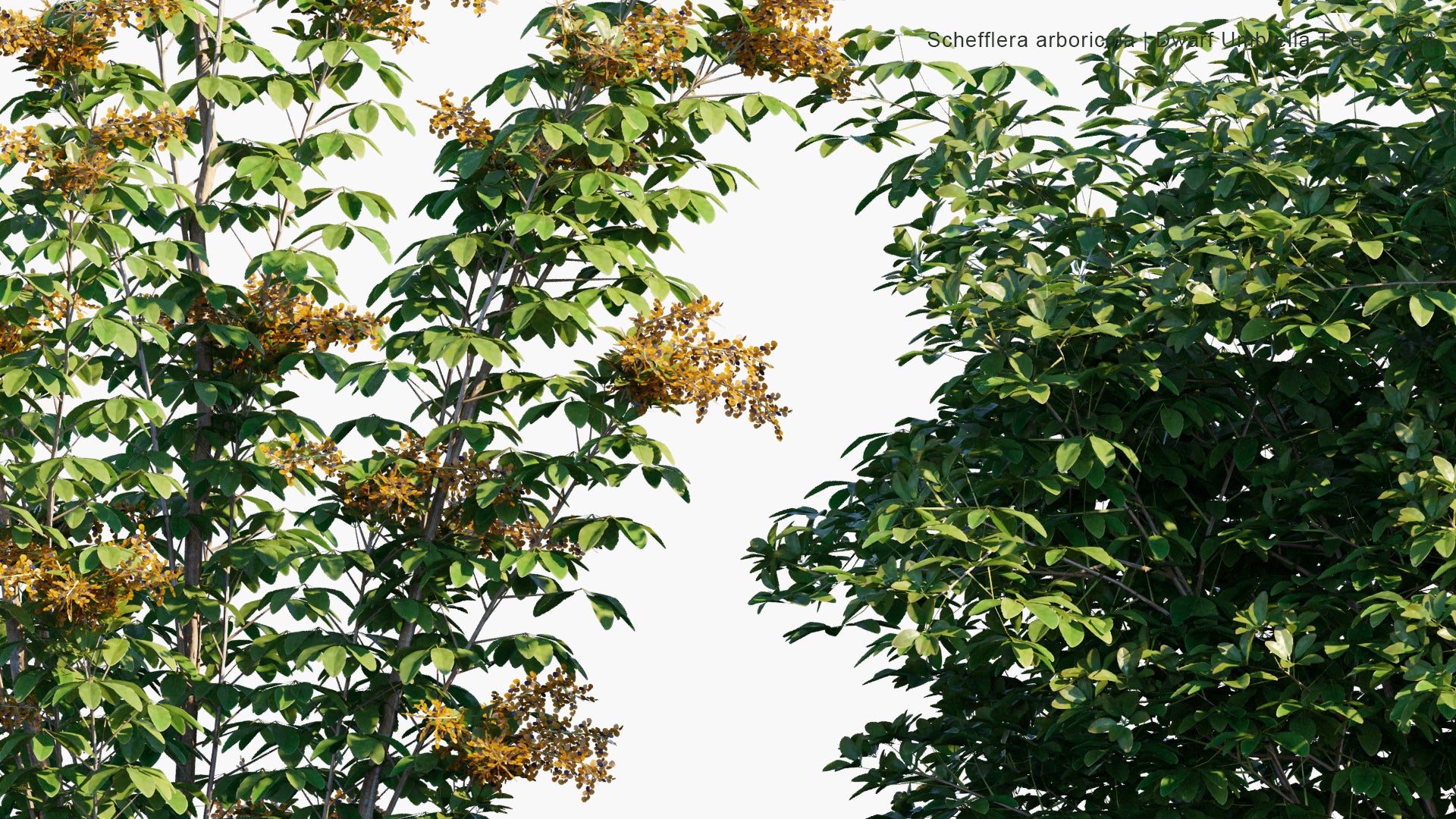 Low Poly Schefflera Arboricola - Dwarf Hawaiian Schefflera, Brassaia Arboricola, Heptapleurum Arboricola, Dwarf Umbrella Tree (3D Model)
