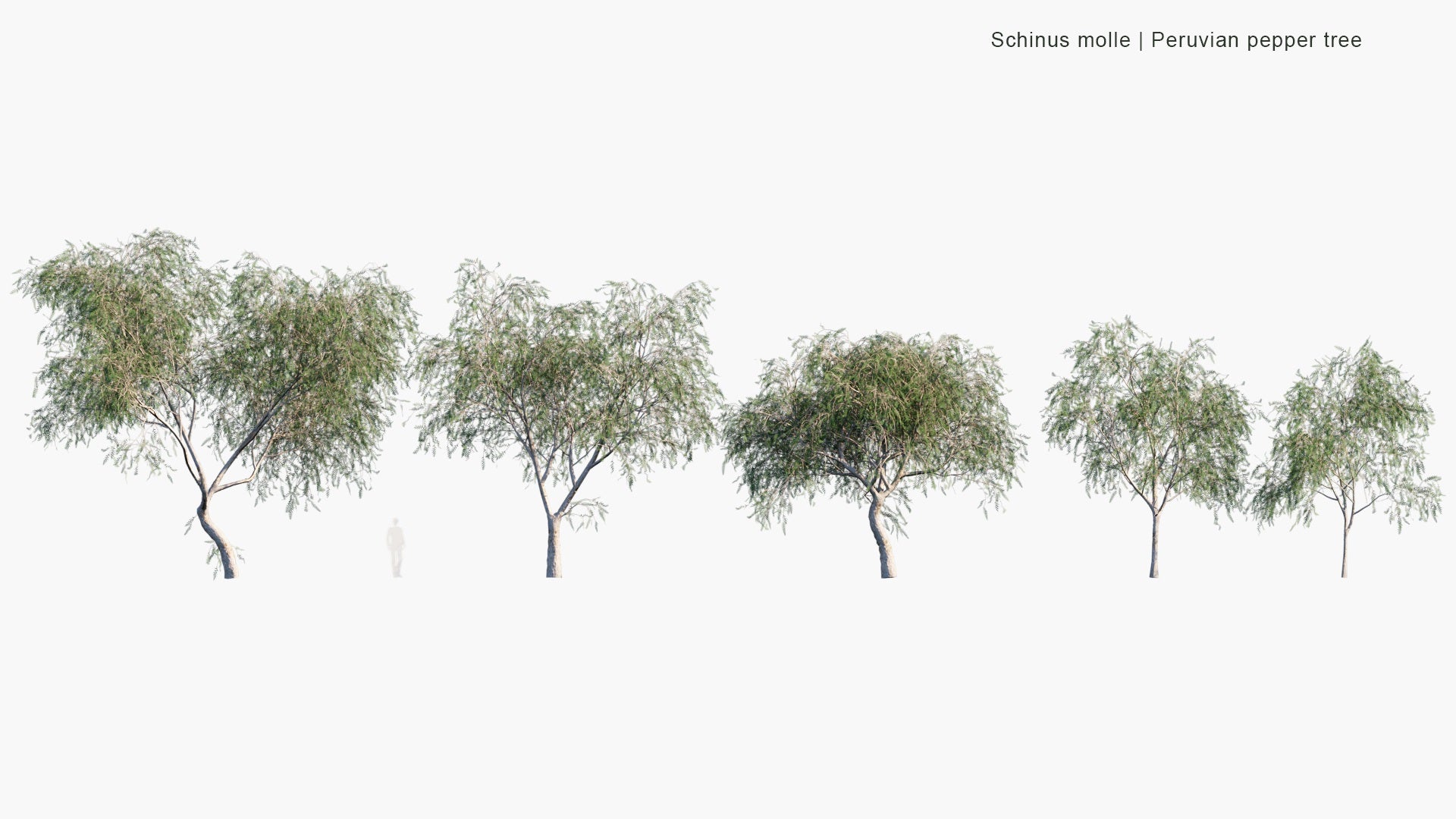 Low Poly Schinus Molle - Peruvian Pepper Tree (3D Model)