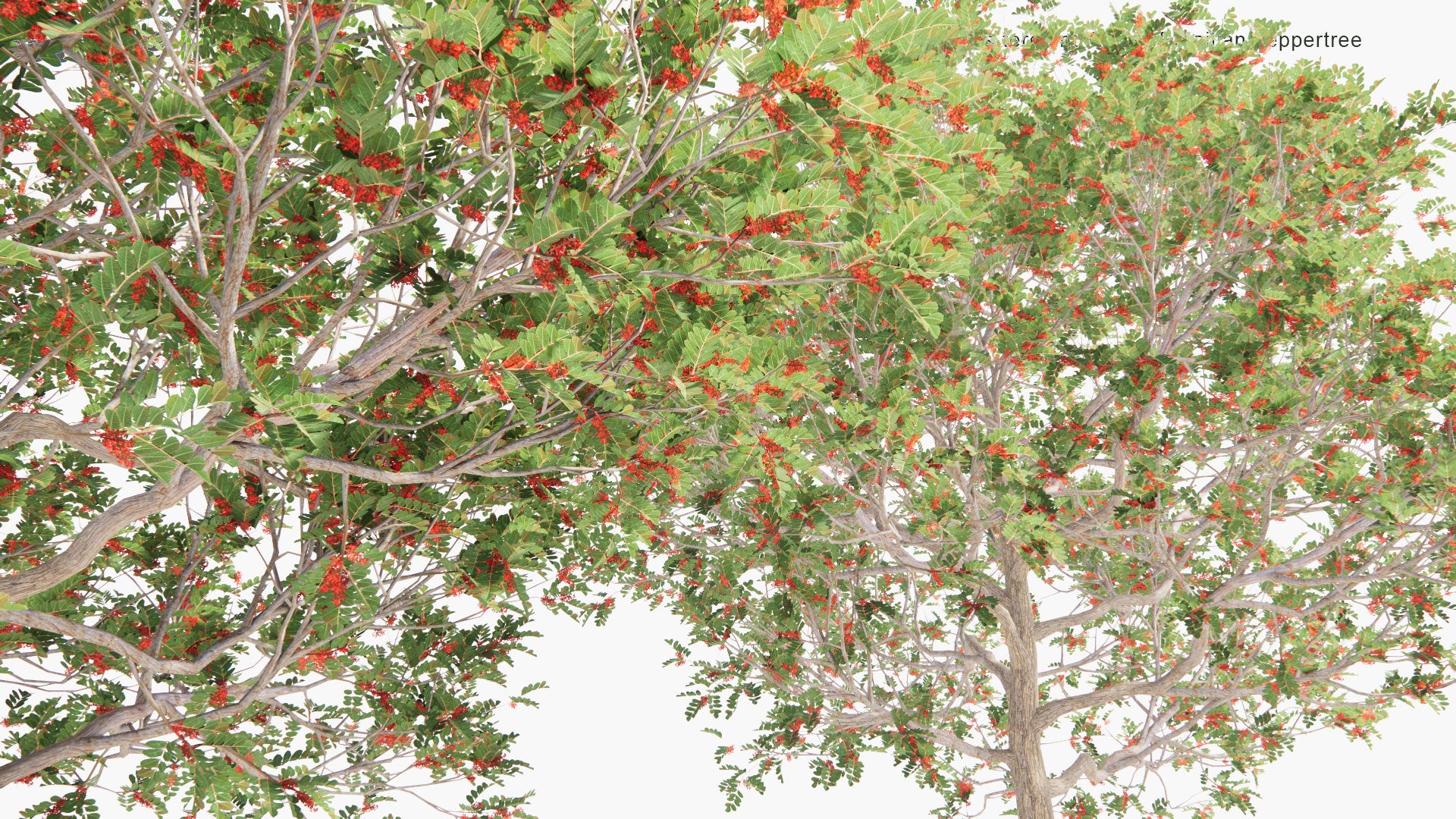 Low Poly Schinus Terebinthifolia - Brazilian Peppertree, Aroeira, Rose Pepper, Broadleaved Pepper Tree, Wilelaiki, Christmasberry Tree, Florida Holly (3D Model)