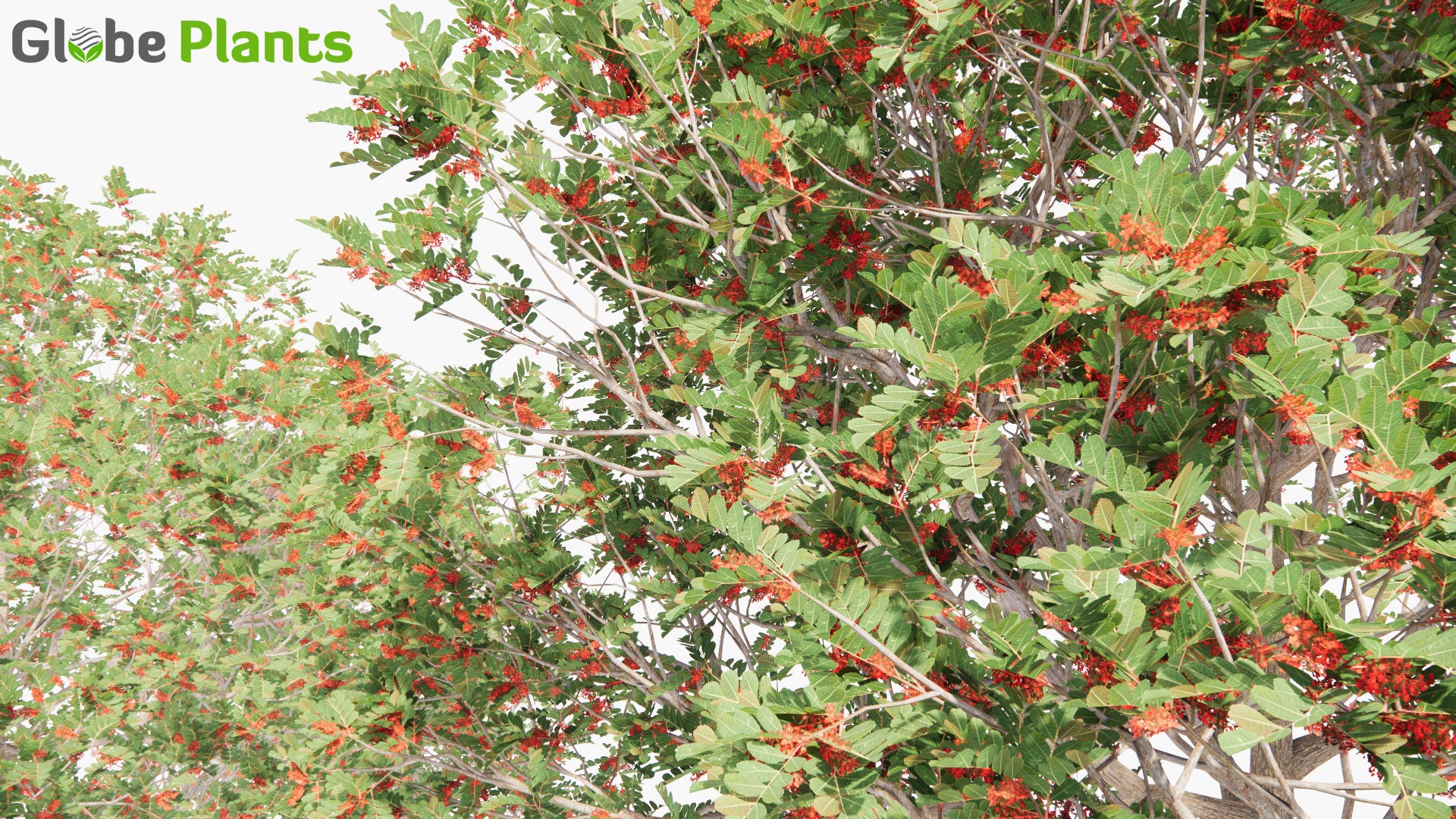 Low Poly Schinus Terebinthifolia - Brazilian Peppertree, Aroeira, Rose Pepper, Broadleaved Pepper Tree, Wilelaiki, Christmasberry Tree, Florida Holly (3D Model)