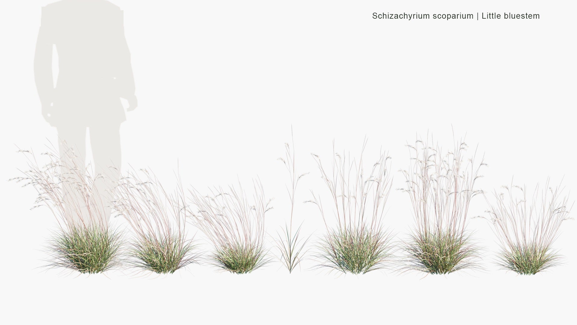 Low Poly Schizachyrium Scoparium - Little Bluestem, Beard Grass (3D Model)