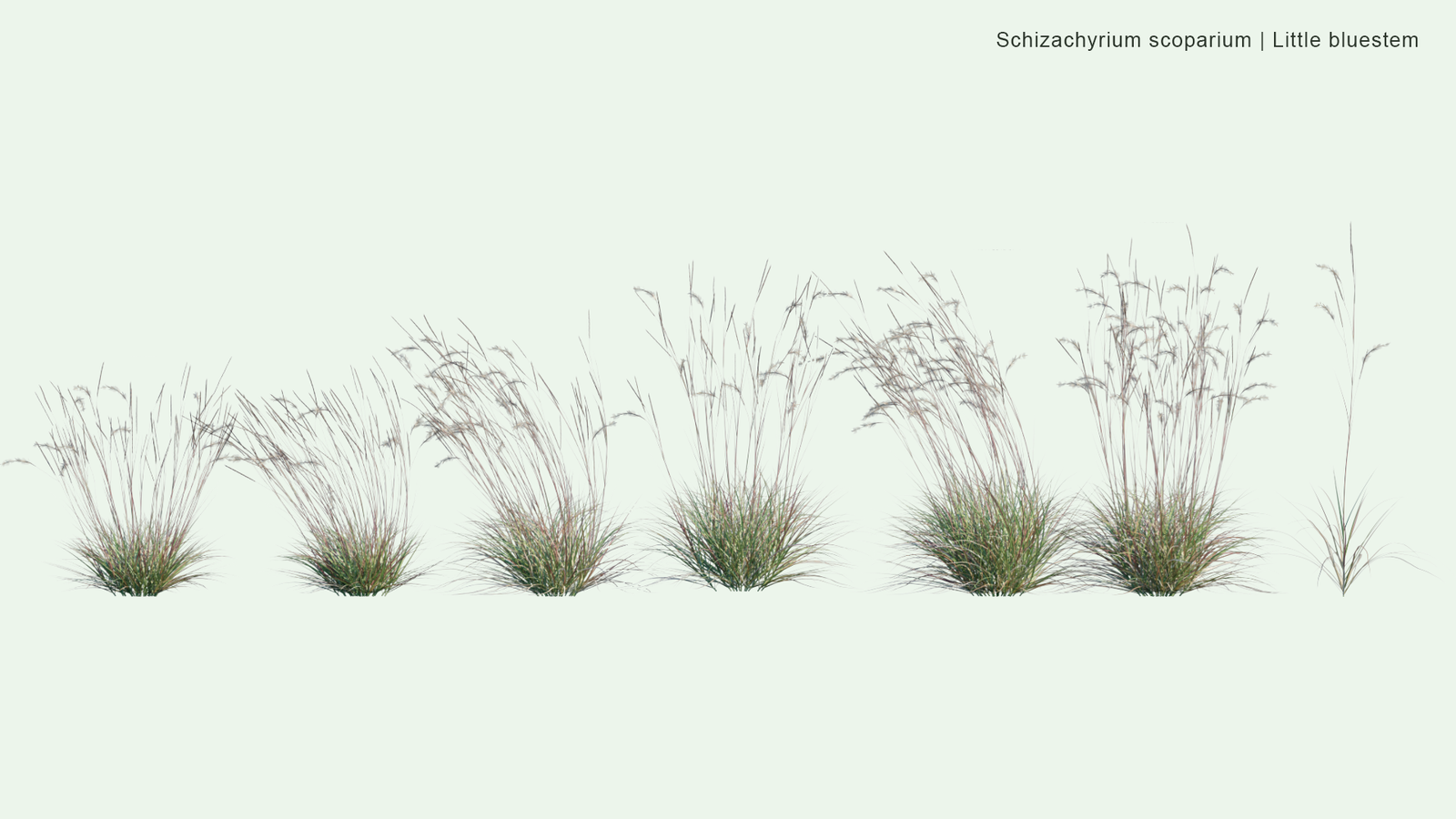 2D | Schizachyrium Scoparium - Little Bluestem, Beard Grass