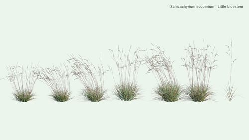 Schizachyrium Scoparium