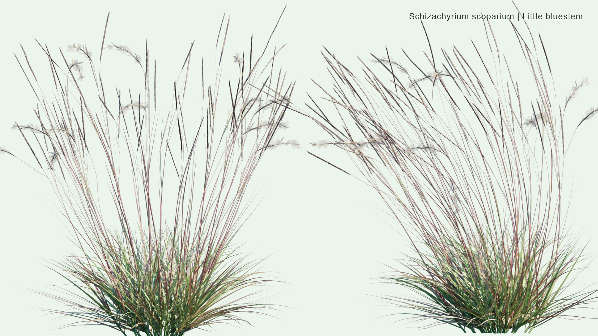 2D Schizachyrium Scoparium - Little Bluestem, Beard Grass