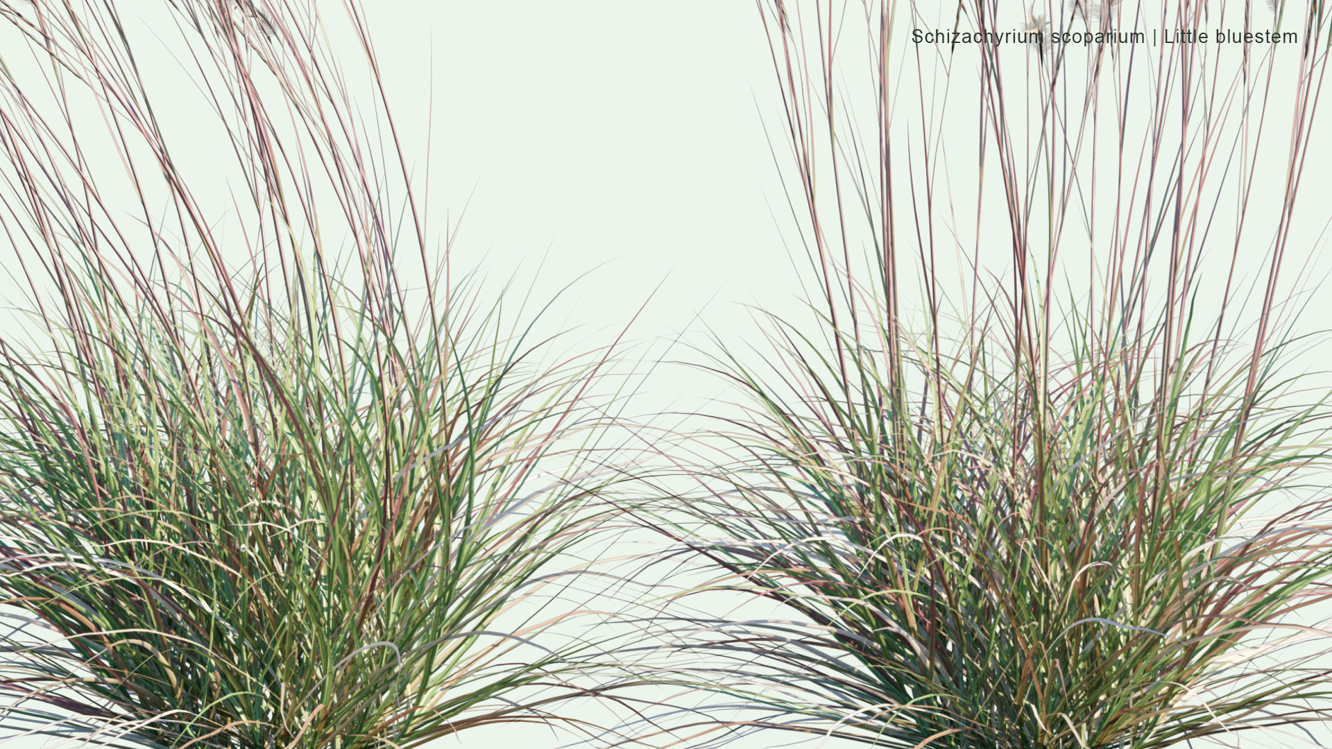 2D Schizachyrium Scoparium - Little Bluestem, Beard Grass