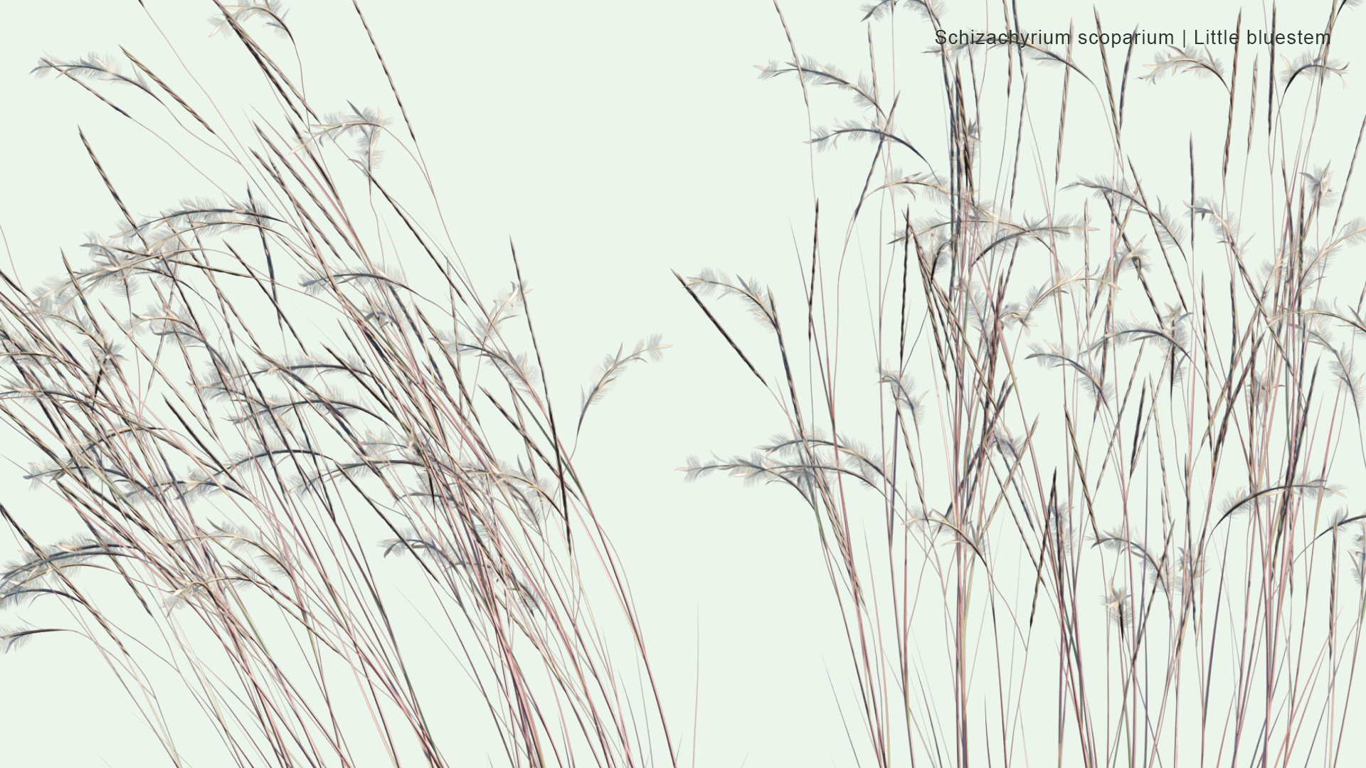 2D Schizachyrium Scoparium - Little Bluestem, Beard Grass