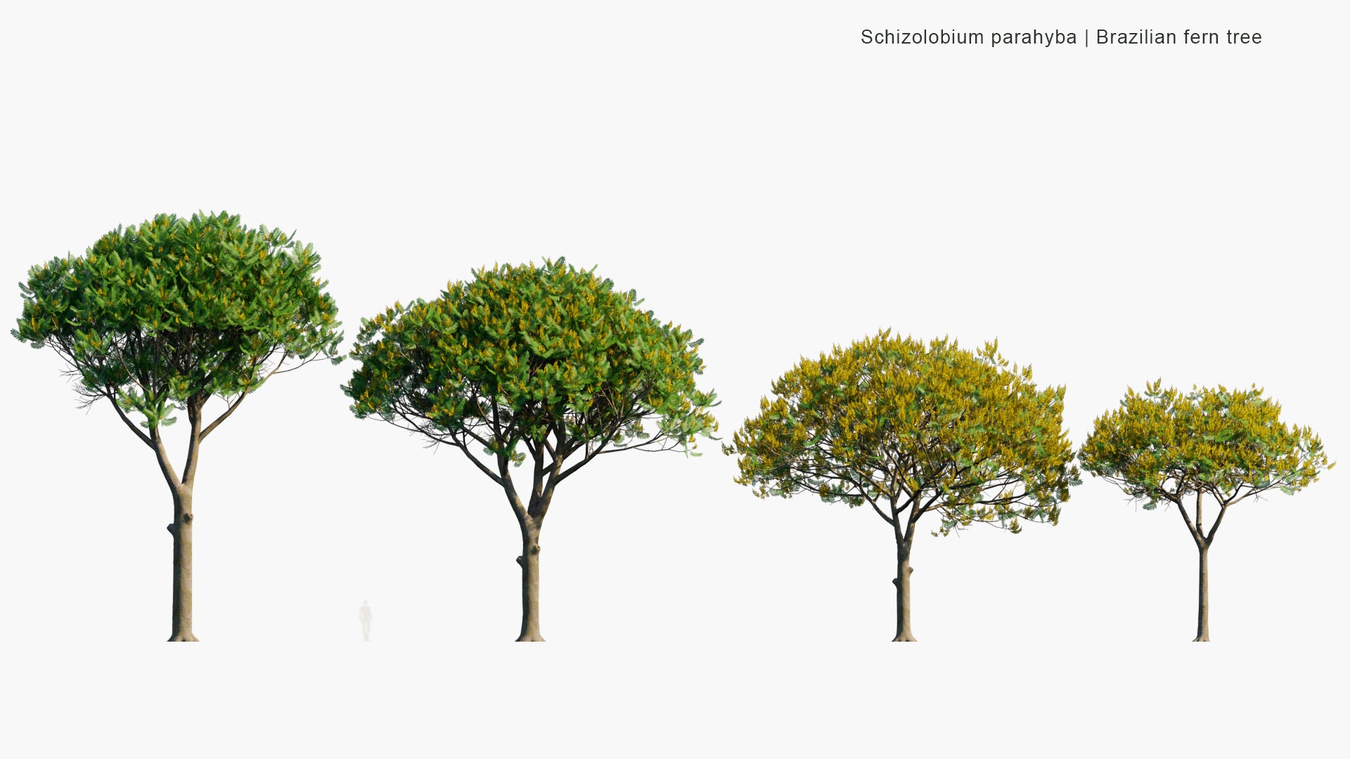 Low Poly Schizolobium Parahyba - Brazilian Firetree, Brazilian Fern Tree (3D Model)