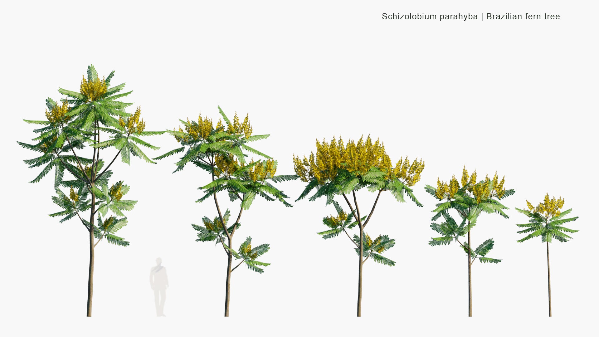 Low Poly Schizolobium Parahyba - Brazilian Firetree, Brazilian Fern Tree (3D Model)