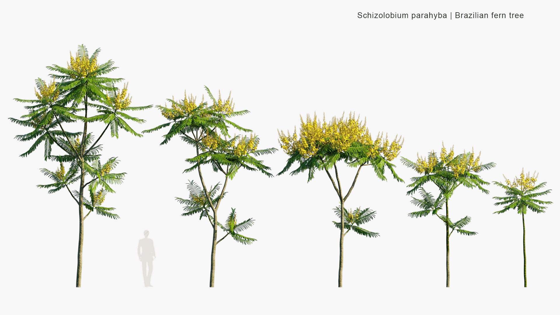 Schizolobium Parahyba - Brazilian Firetree, Brazilian Fern Tree (3D Model)