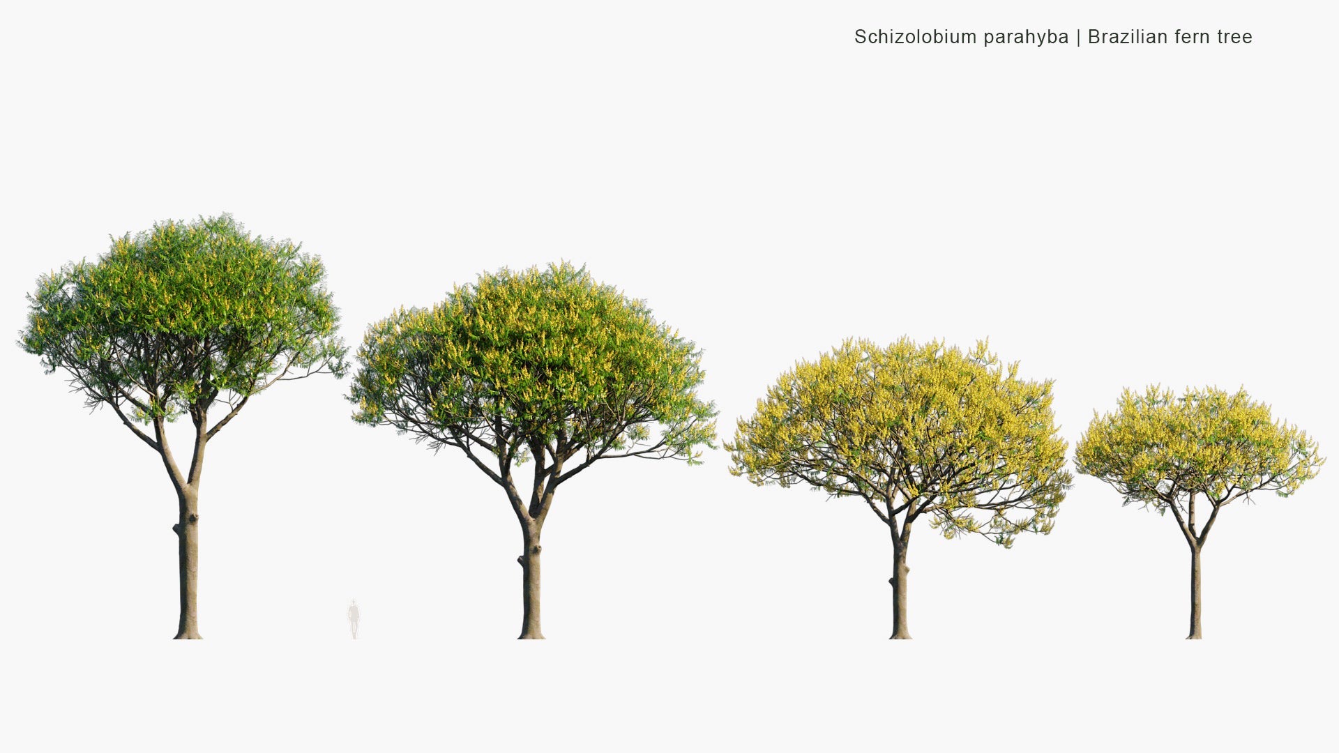 Schizolobium Parahyba - Brazilian Firetree, Brazilian Fern Tree (3D Model)