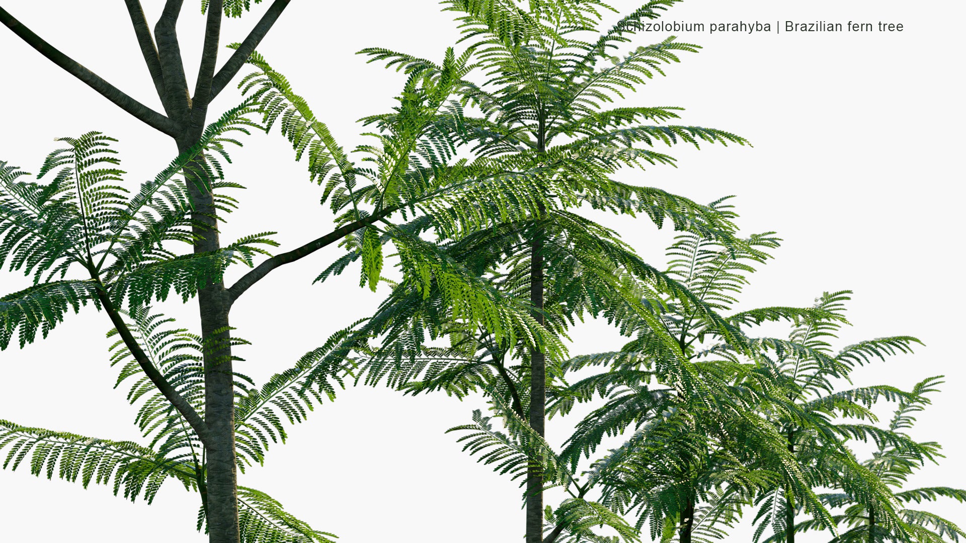 Schizolobium Parahyba - Brazilian Firetree, Brazilian Fern Tree (3D Model)