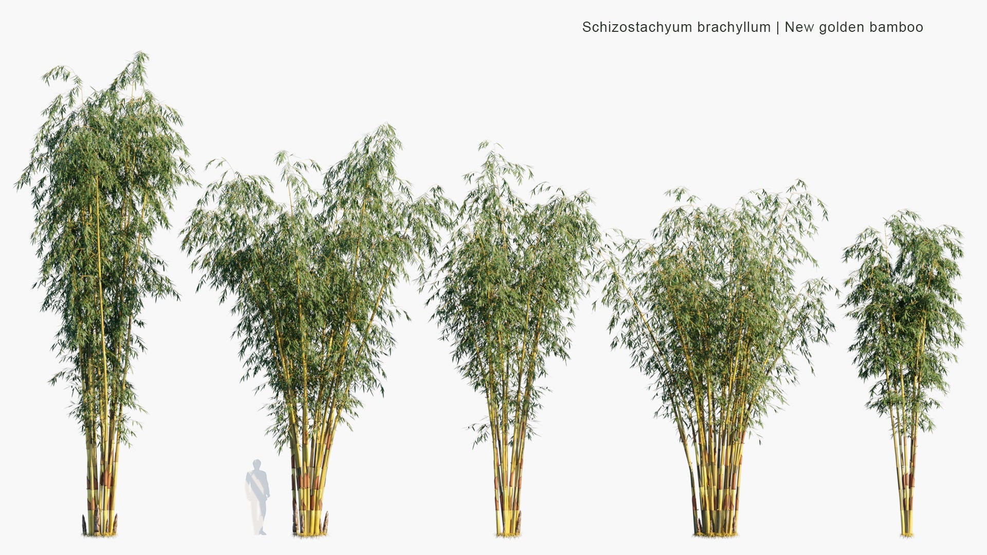 Low Poly Schizostachyum Brachyllum - New Golden Bamboo, Philippines Construction Bamboo, Pure Yellow Bamboo (3D Model)