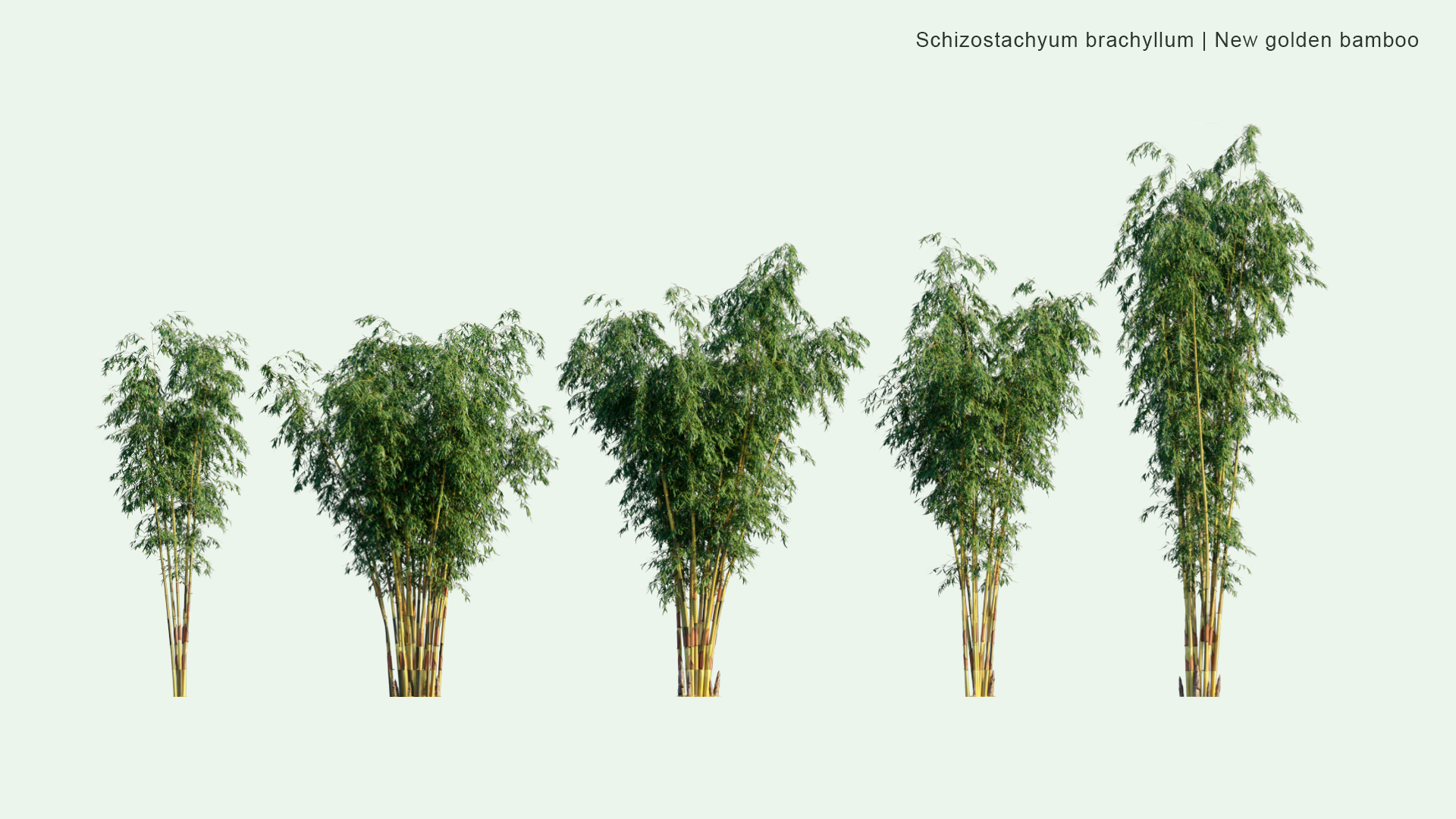 2D Schizostachyum Brachyllum - New Golden Bamboo, Philippines Construction Bamboo, Pure Yellow Bamboo