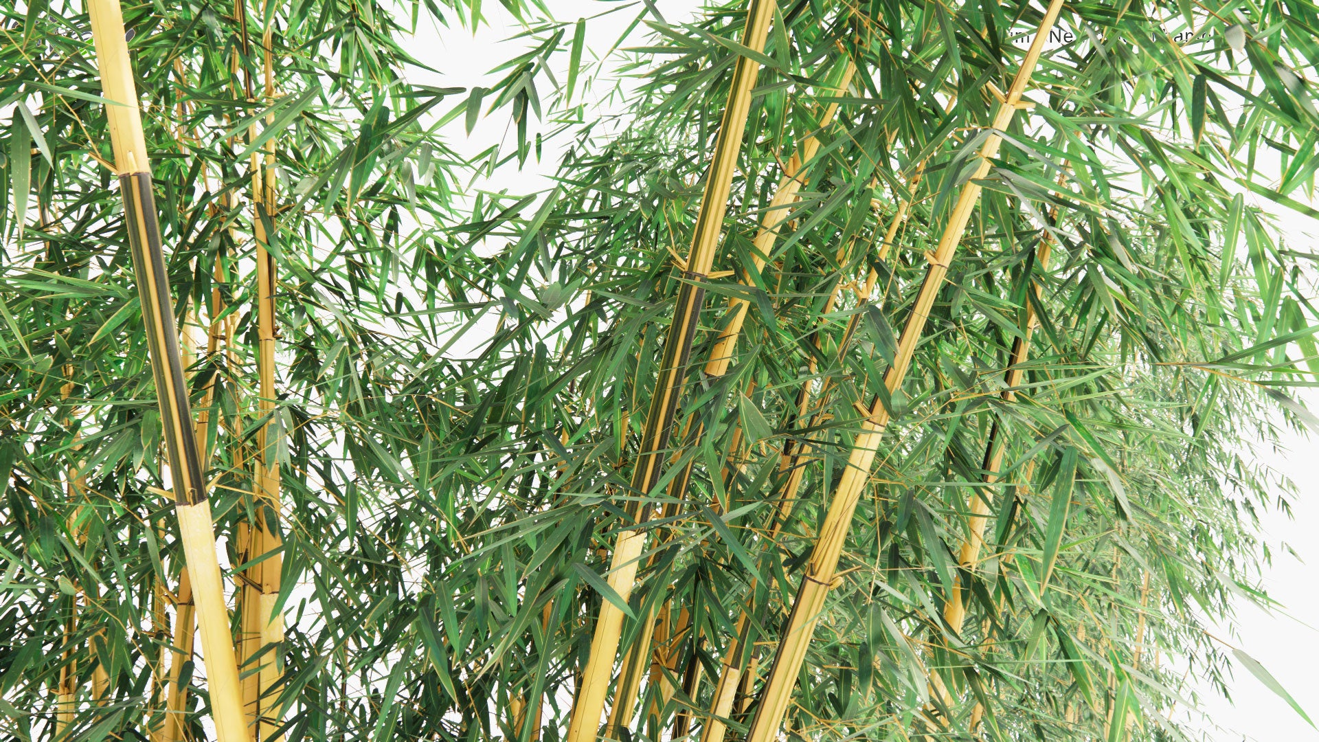 Low Poly Schizostachyum Brachyllum - New Golden Bamboo, Philippines Construction Bamboo, Pure Yellow Bamboo (3D Model)