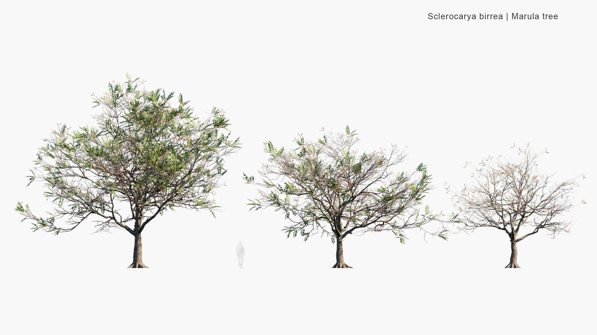 Low Poly Sclerocarya Birrea - Marula Tree (3D Model)