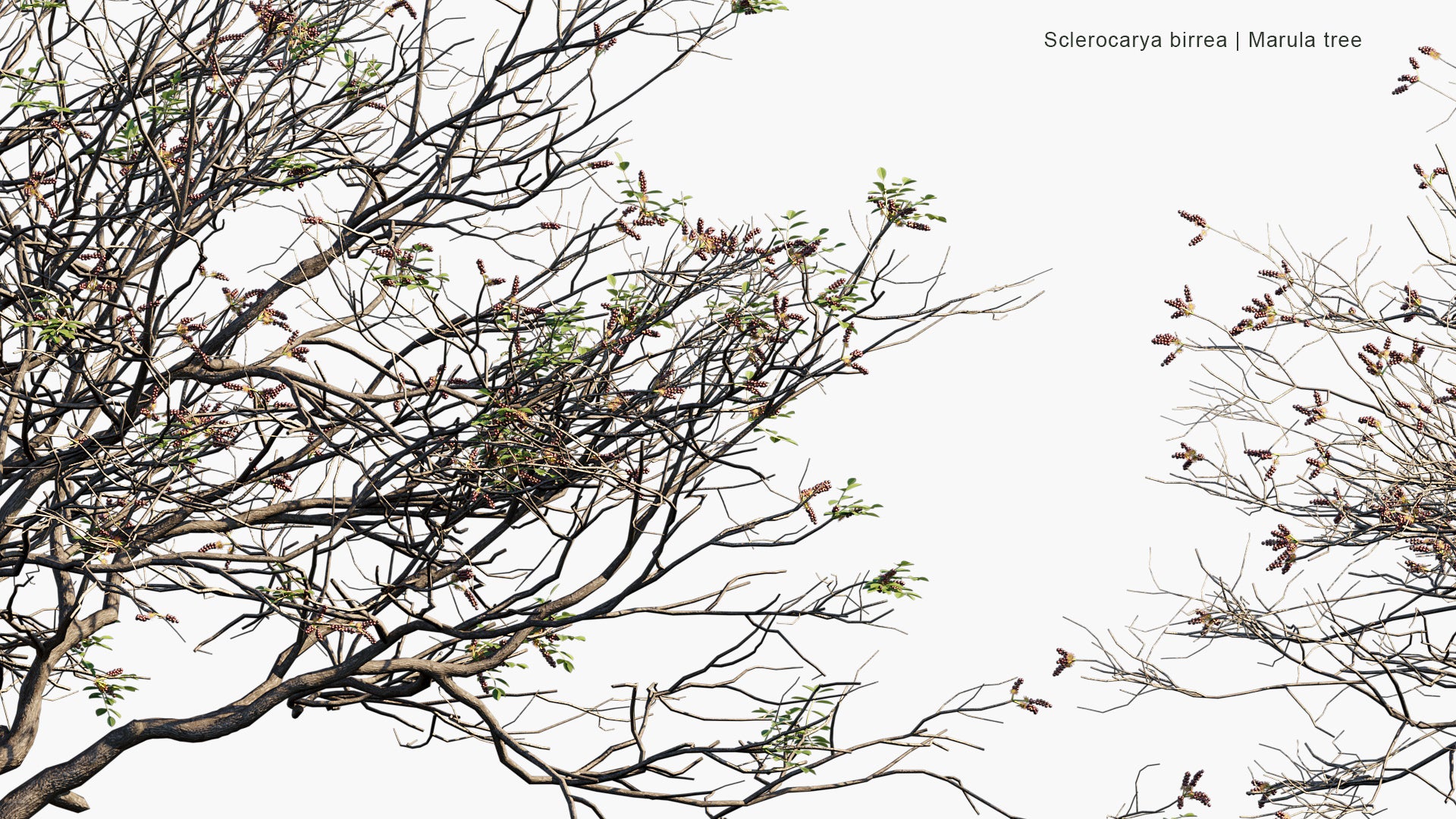 Sclerocarya Birrea - Marula Tree (3D Model)