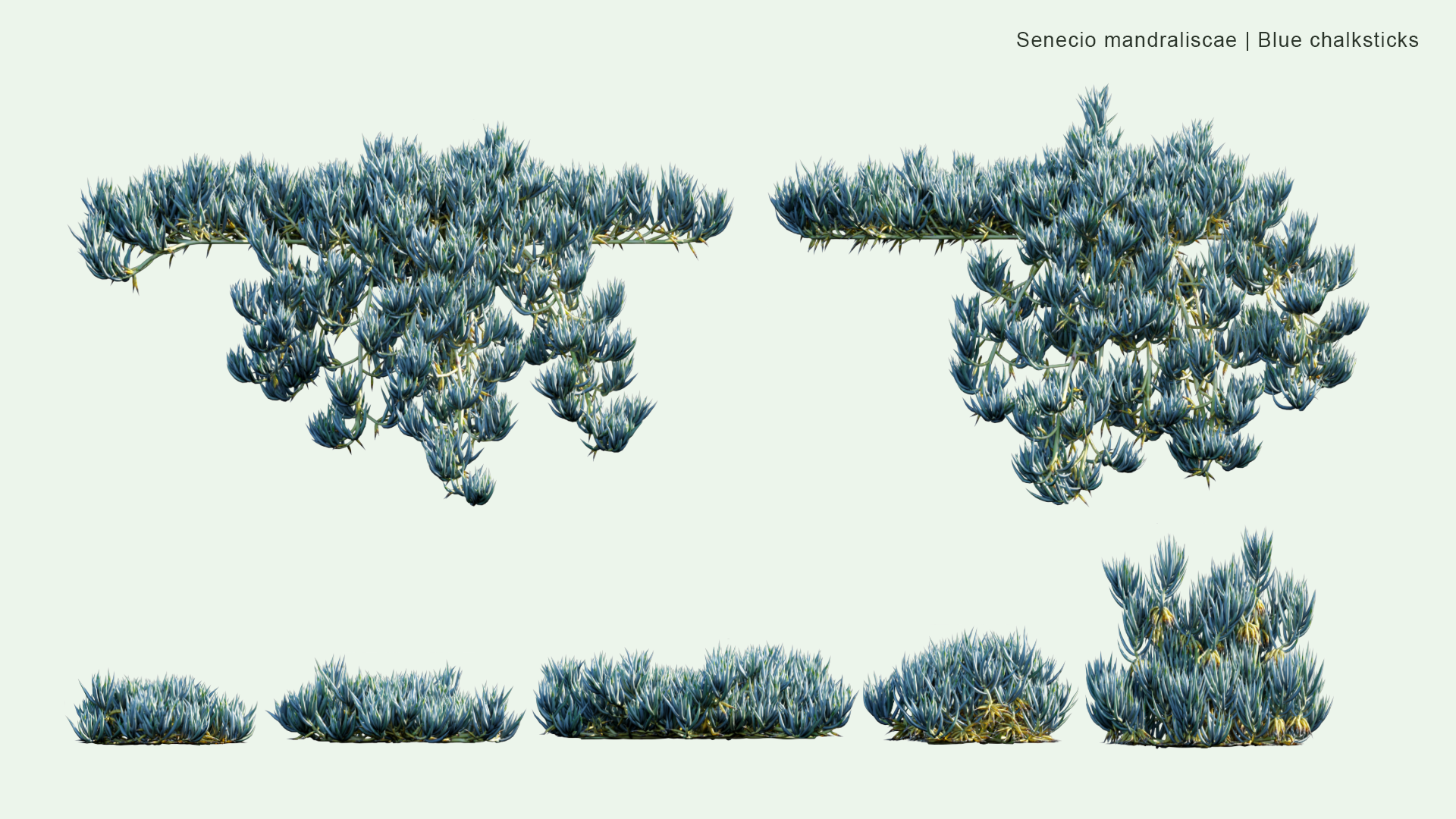 2D Senecio Mandraliscae - Blue ChalkSticks