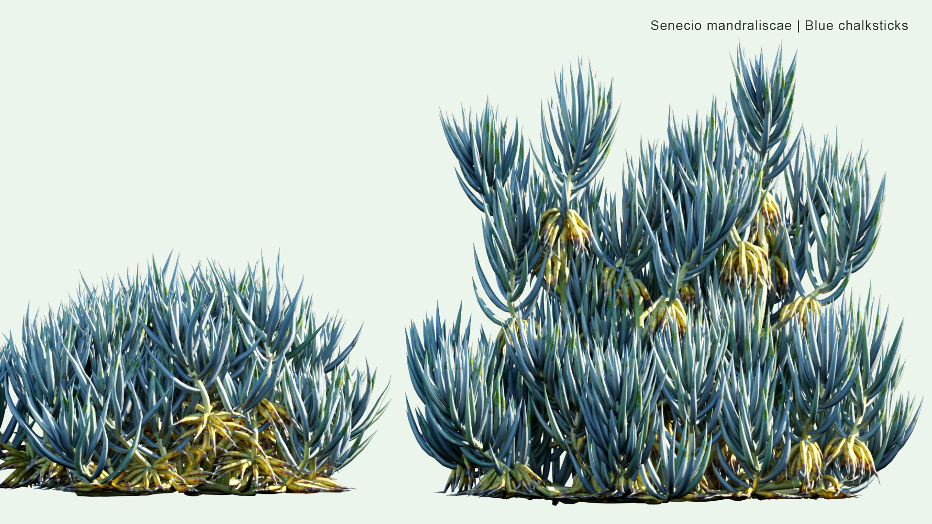 2D Senecio Mandraliscae - Blue ChalkSticks