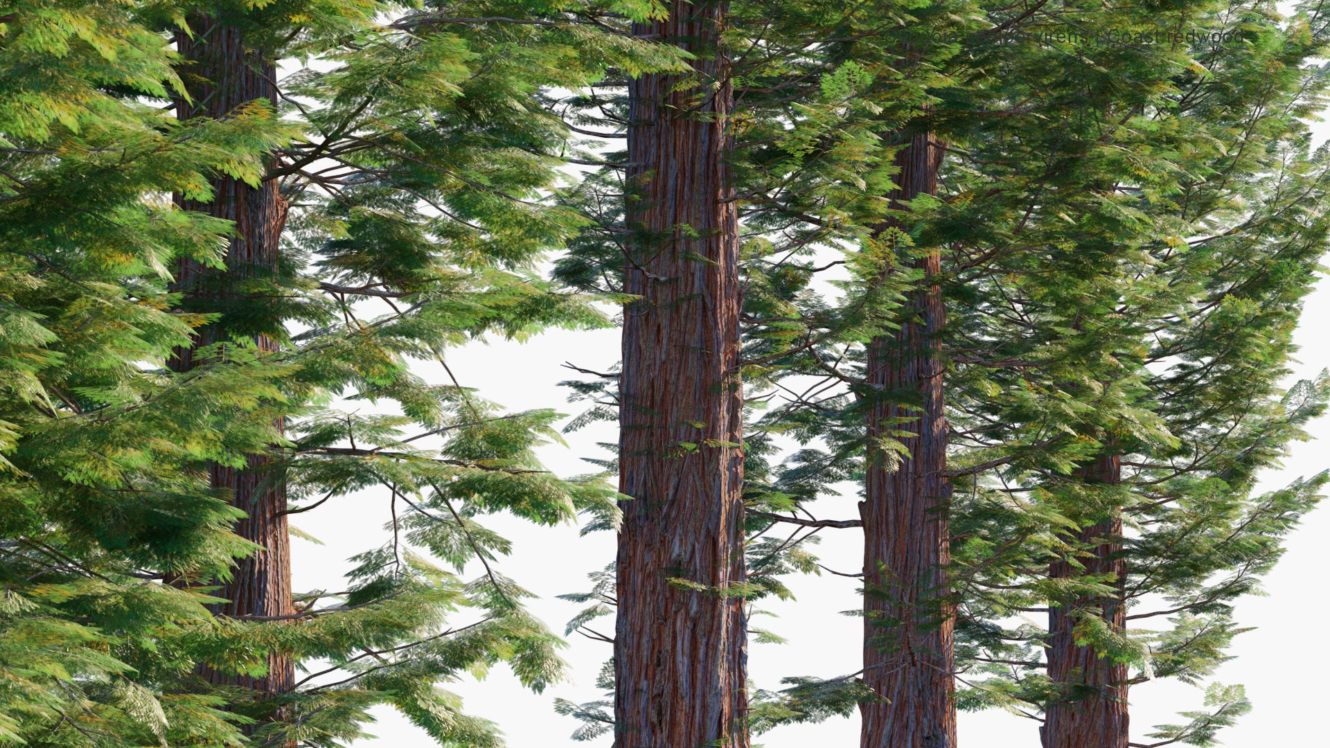 Sequoia Sempervirens 3D Model
