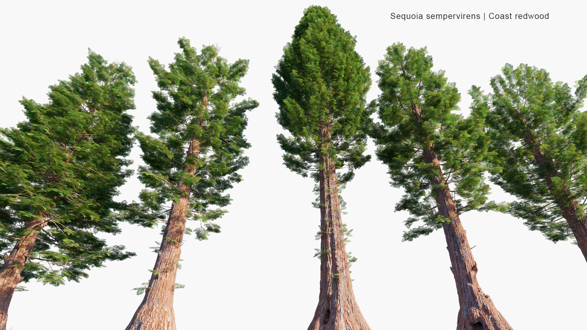 Sequoia Sempervirens 3D Model