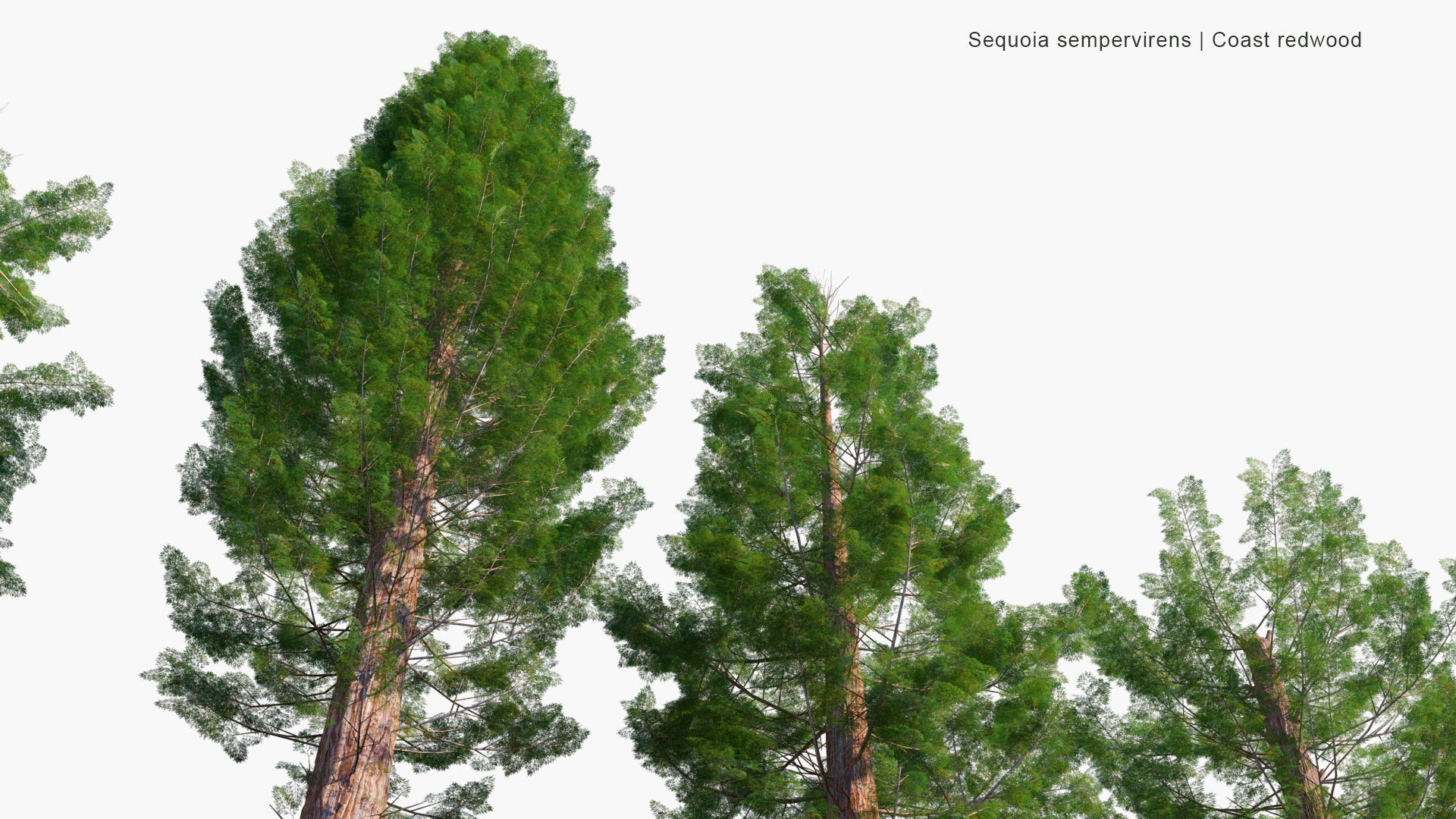 Low Poly Sequoia Sempervirens - Coast Redwood, Coastal Redwood, California Redwood (3D Model)