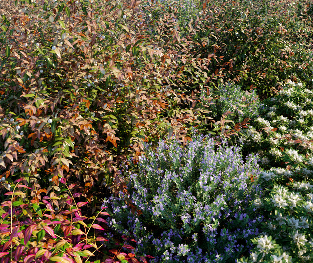 Globe Plants