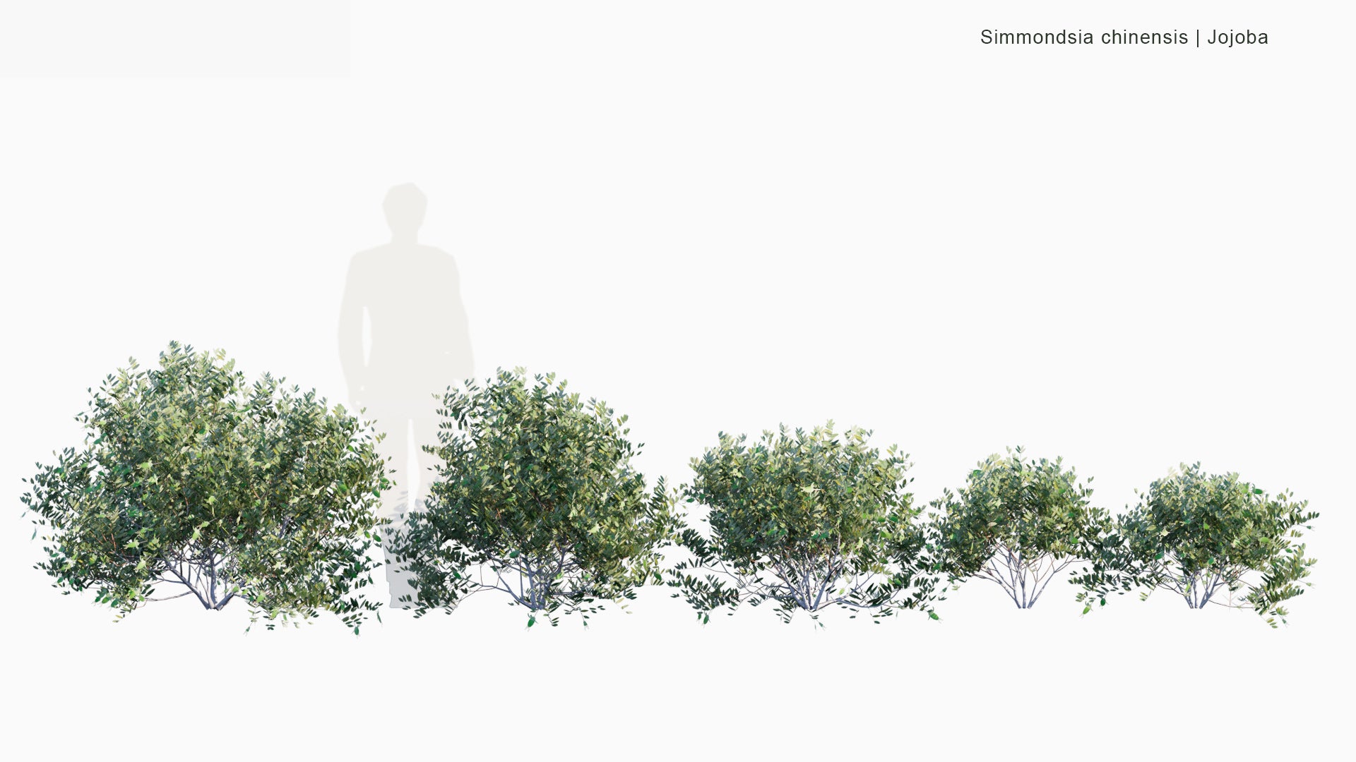 Low Poly | Simmondsia Chinensis (Jojoba) 3D Model - GlobePlants