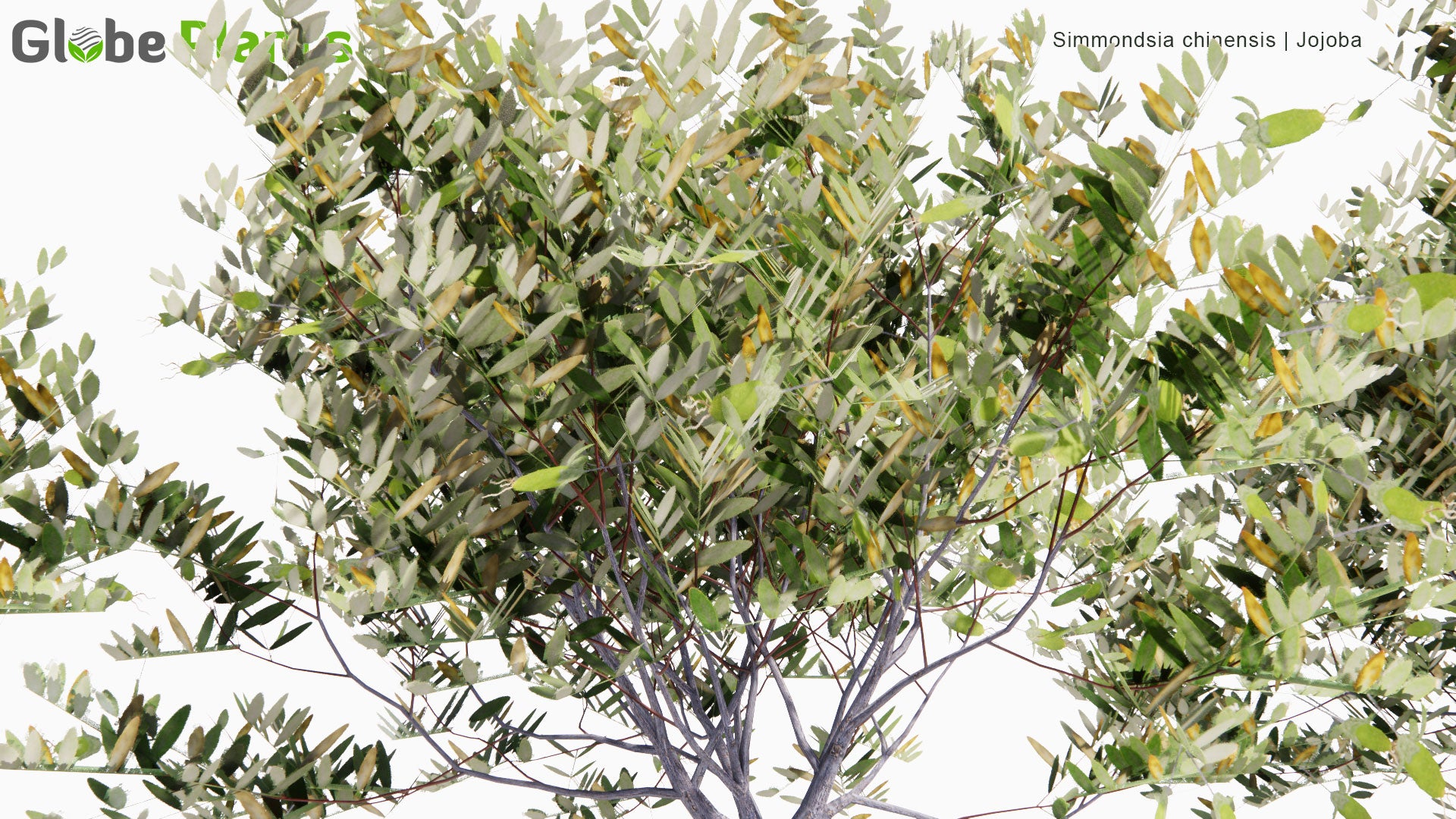 Low Poly Simmondsia Chinensis - Jojoba, Goat Nut, Deer Nut, Pignut, Wild Hazel, Quinine Nut, Coffeeberry, Gray Box Bush (3D Model)