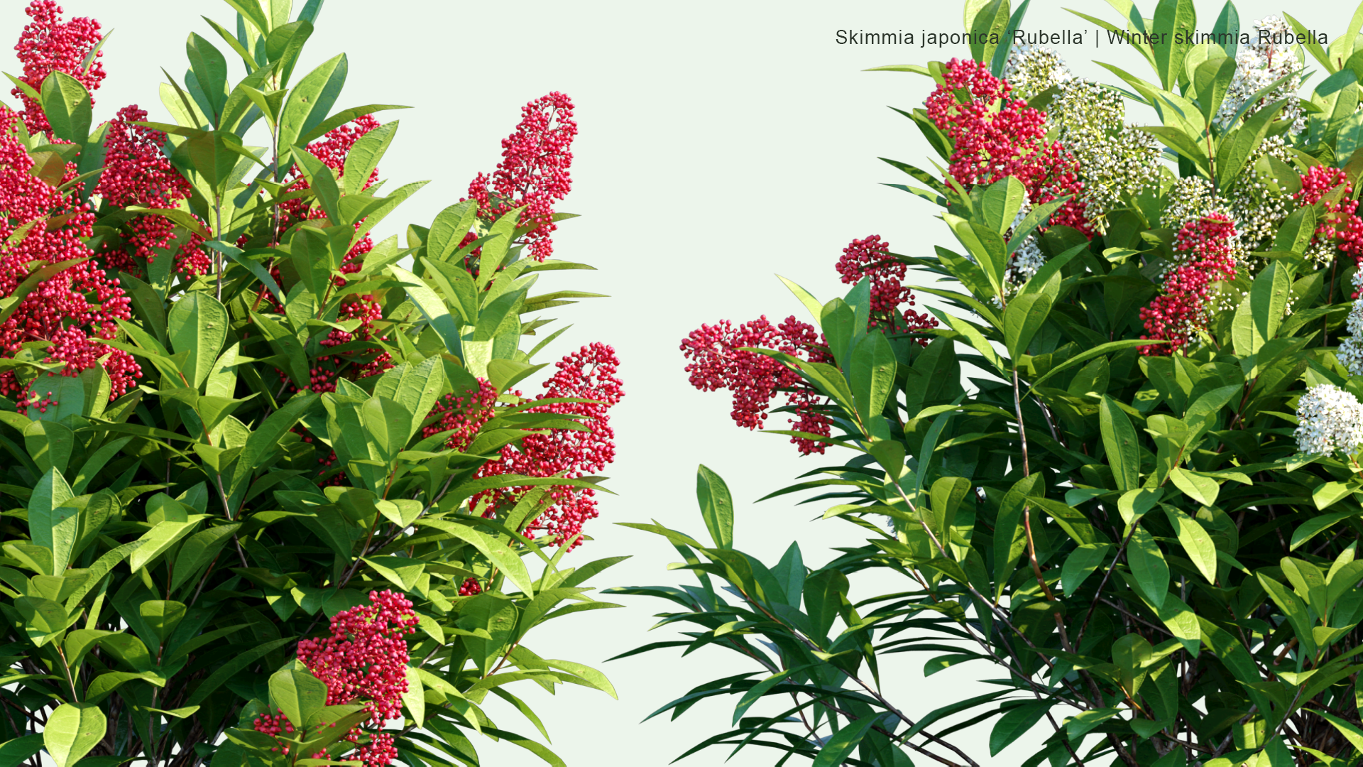 2D Skimmia Japonica 'Rubella' - Winter Skimmia Rubella