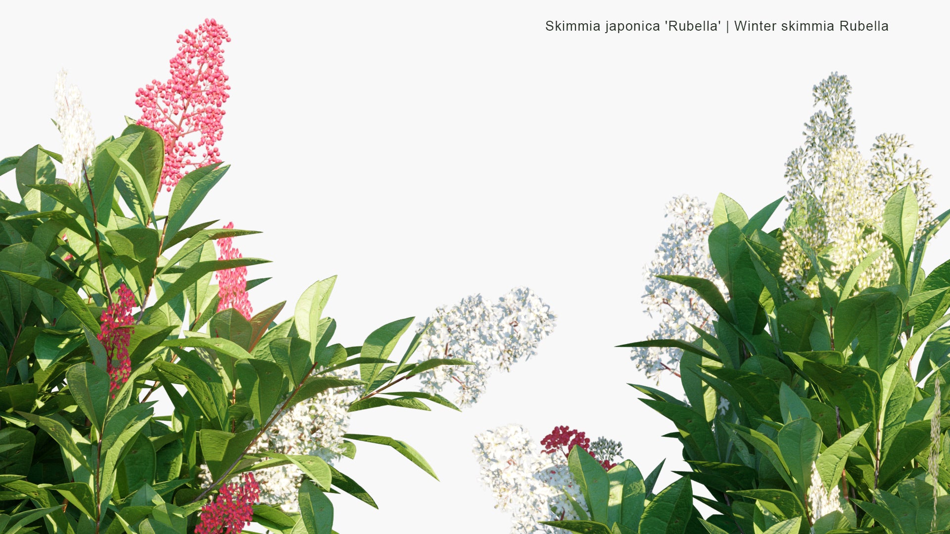 Low Poly Skimmia Japonica 'Rubella' - Winter Skimmia Rubella (3D Model)