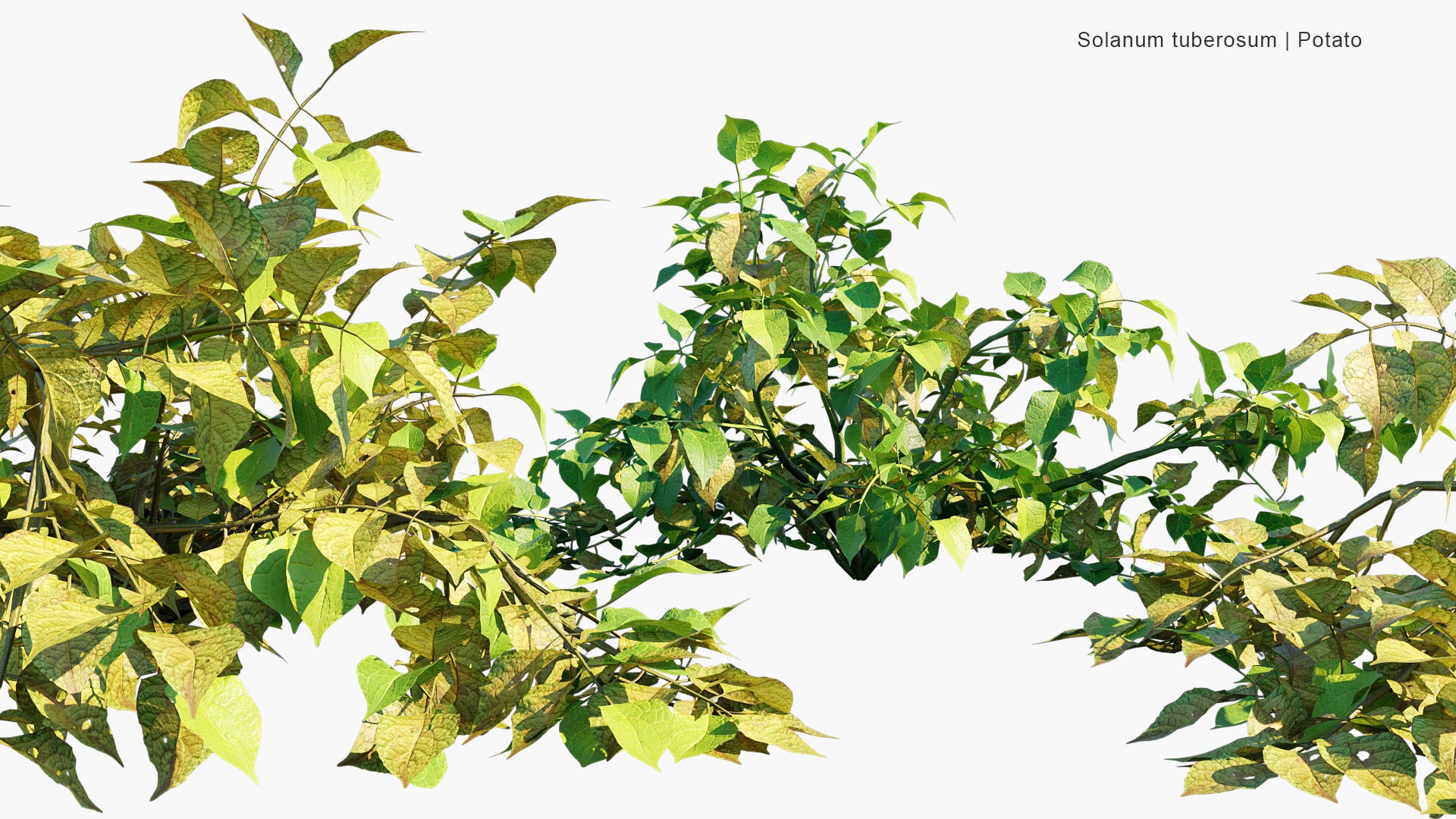 Solanum Tuberosum - Potato (3D Model)