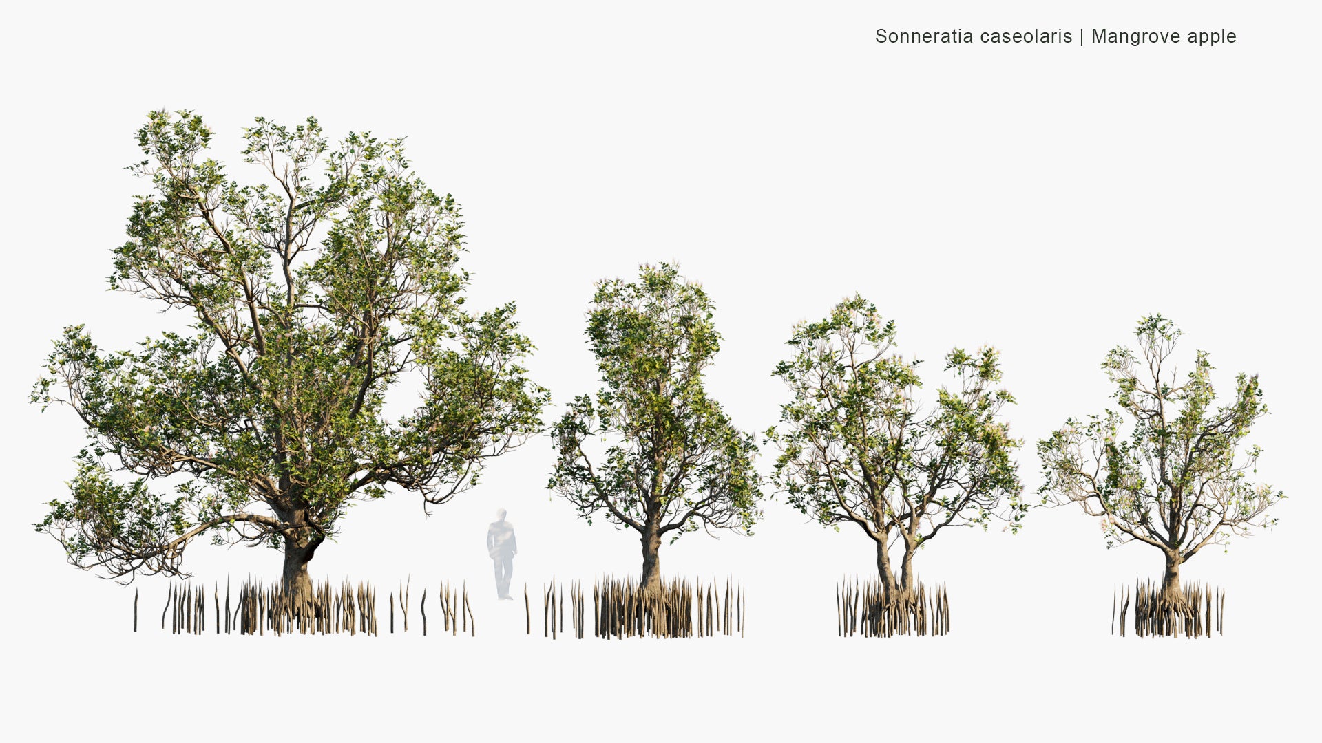 Low Poly Sonneratia Caseolaris - Mangrove Apple (3D Model)
