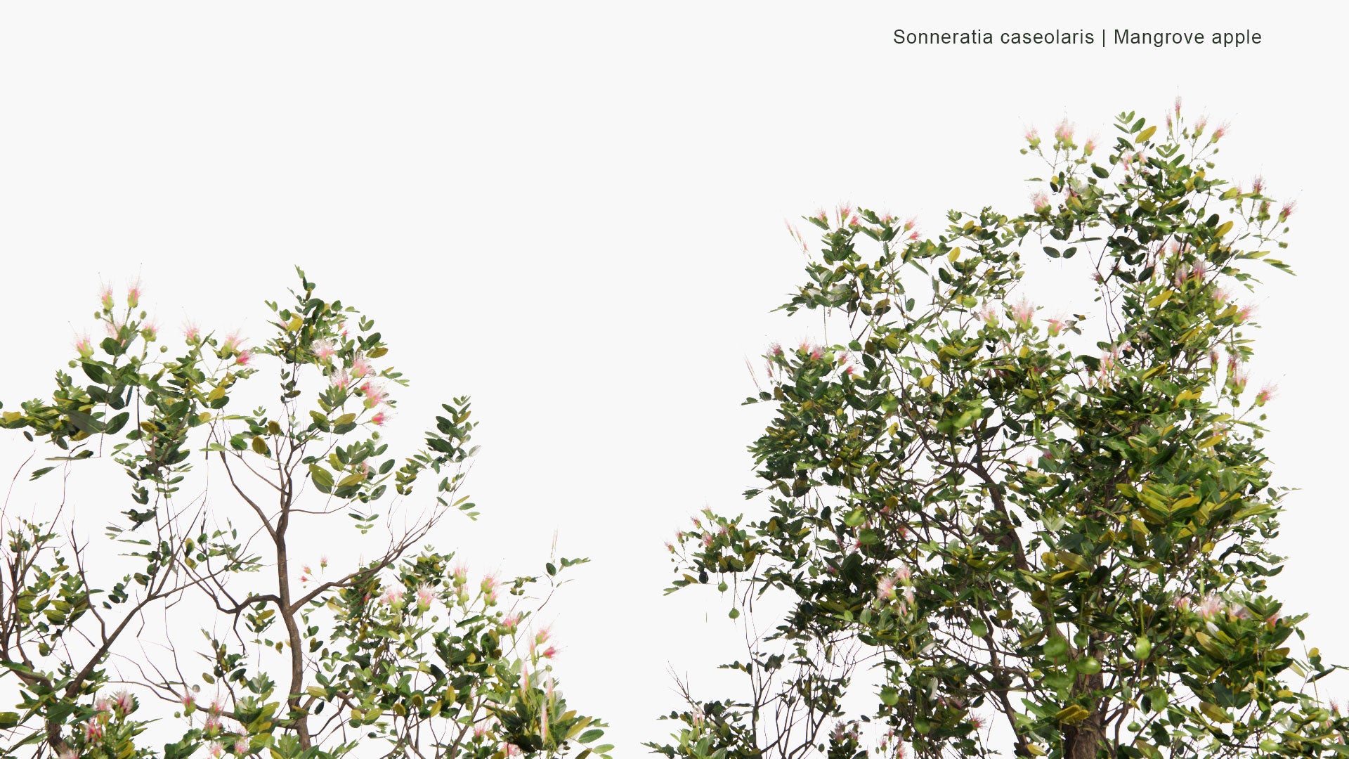Low Poly Sonneratia Caseolaris - Mangrove Apple (3D Model)