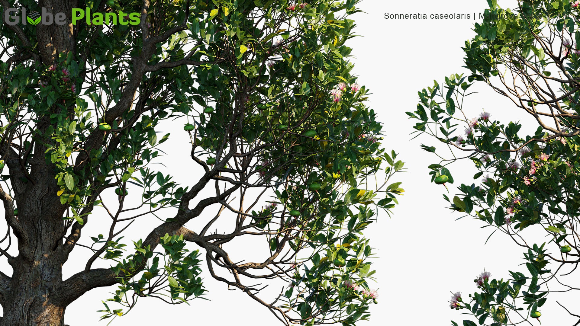 Sonneratia Caseolaris - Mangrove Apple