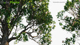 Load image into Gallery viewer, Sonneratia Caseolaris - Mangrove Apple
