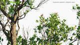 Load image into Gallery viewer, Sonneratia Caseolaris - Mangrove Apple