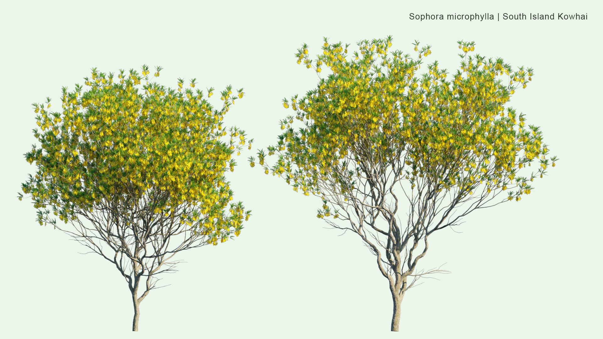 2D Sophora Microphylla - South Island Kowhai