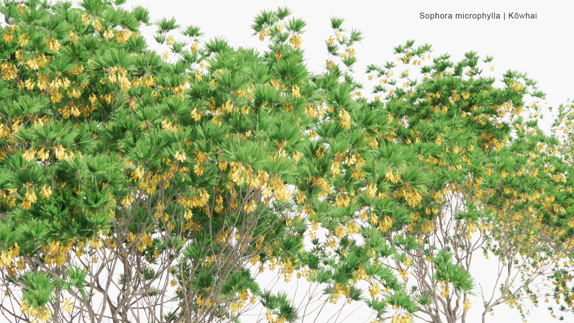 Low Poly Sophora Microphylla - South Island Kowhai (3D Model)