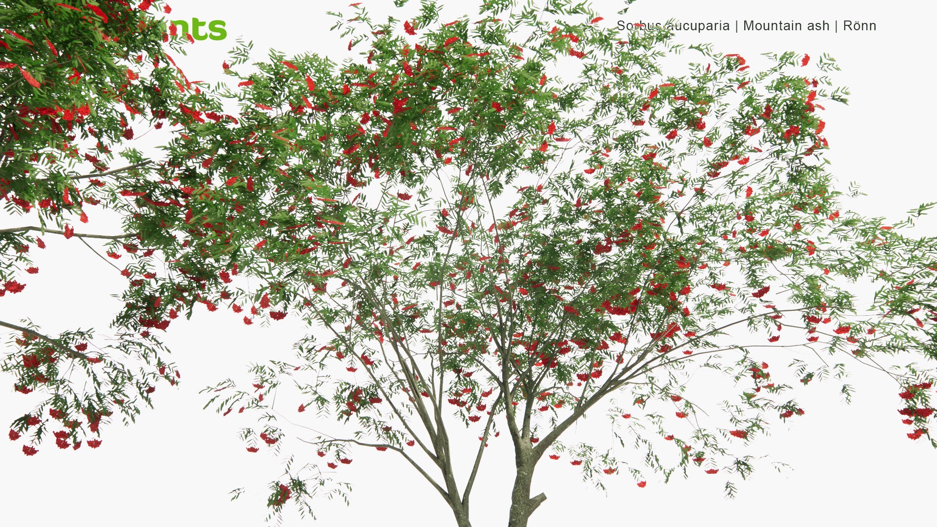 Low Poly Sorbus Aucuparia - Mountain Ash, Rowan, Rönn (3D Model)