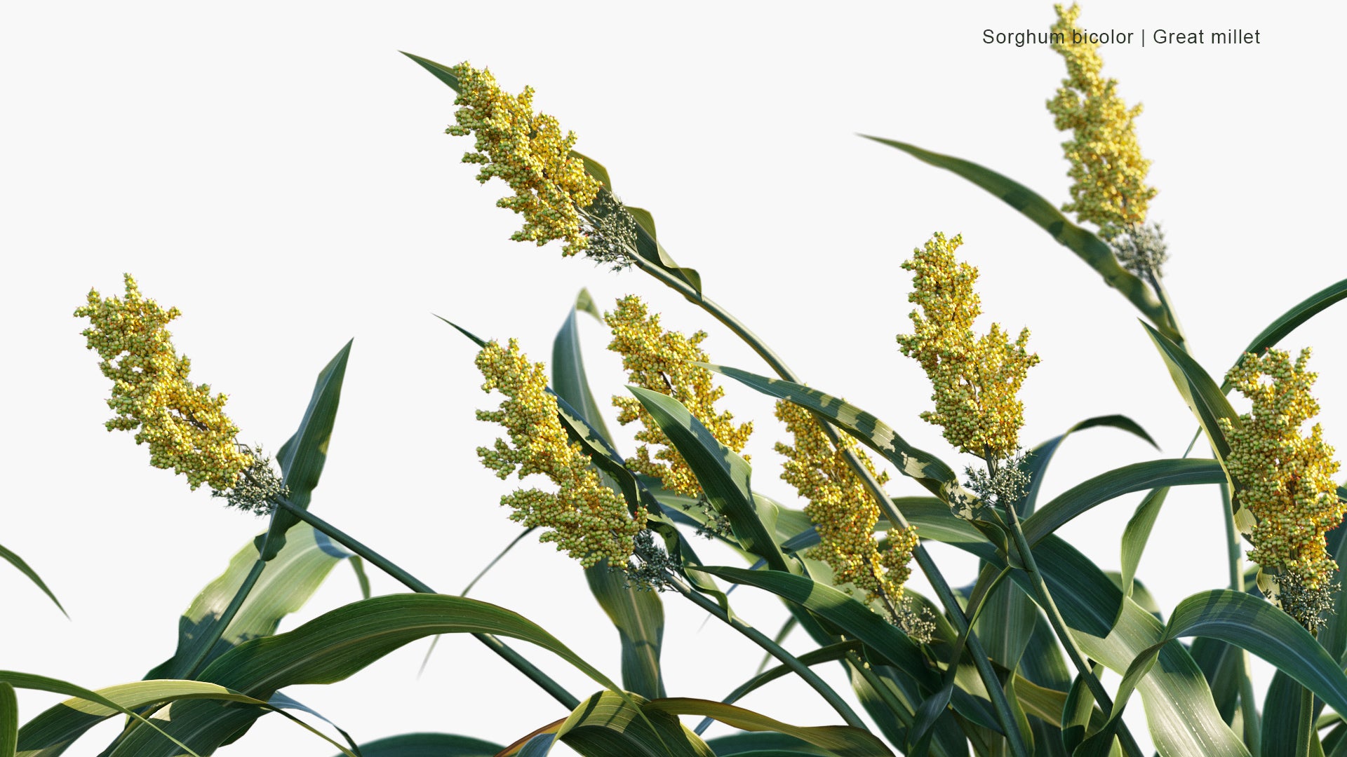 Sorghum Bicolor - Great Millet