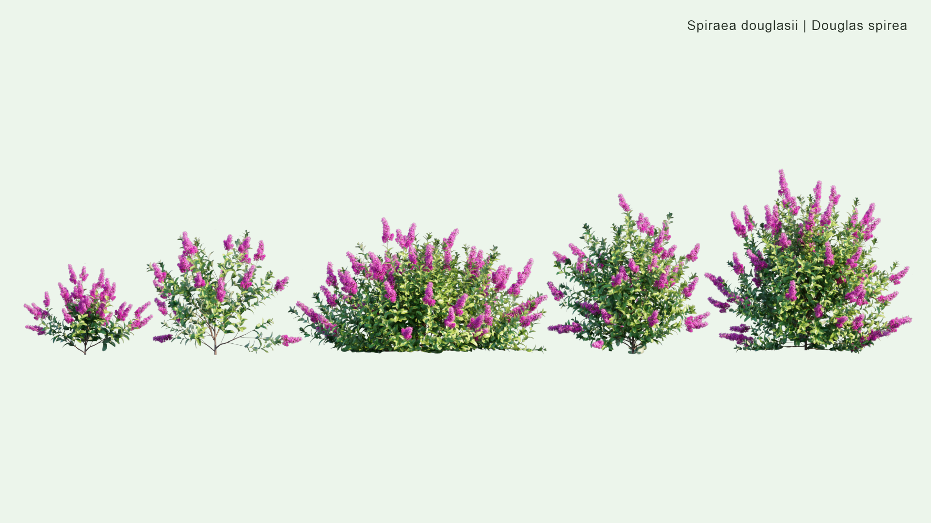 2D Spiraea Douglasii - Hardhack, Hardhack Steeplebush, Douglas' spirea, Douglasspirea, Steeplebush, Rose Spirea