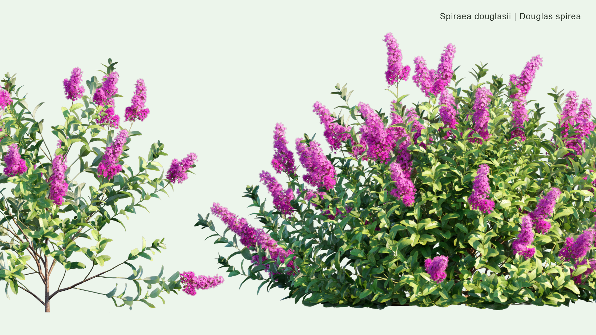 2D Spiraea Douglasii - Hardhack, Hardhack Steeplebush, Douglas' spirea, Douglasspirea, Steeplebush, Rose Spirea