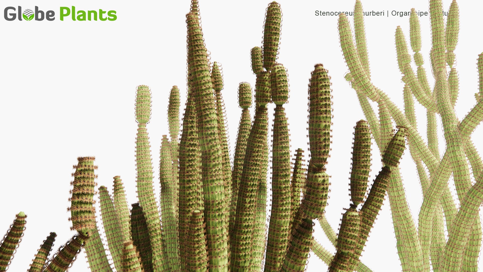 Low Poly Stenocereus Thurberi - Organ Pipe Cactus, Pitaya Dulce (3D Model)
