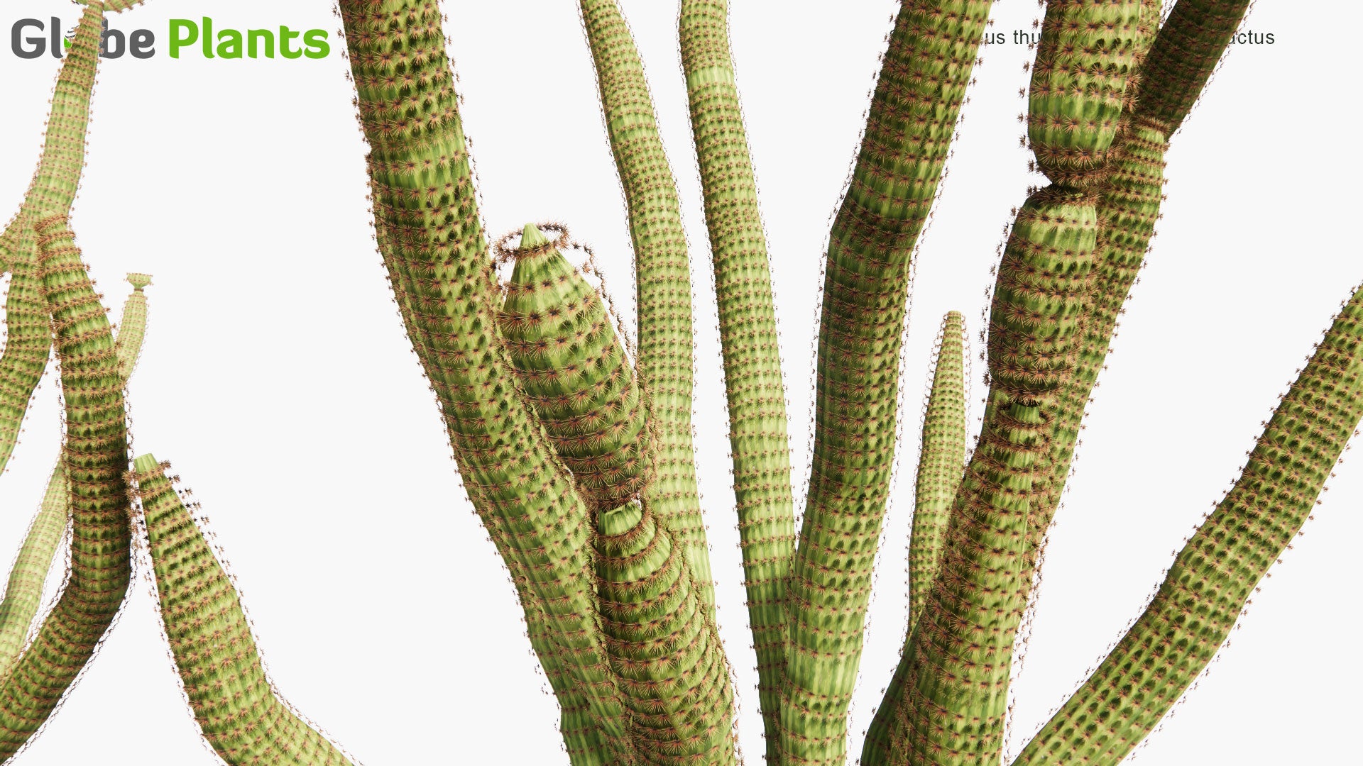 Low Poly Stenocereus Thurberi - Organ Pipe Cactus, Pitaya Dulce (3D Model)
