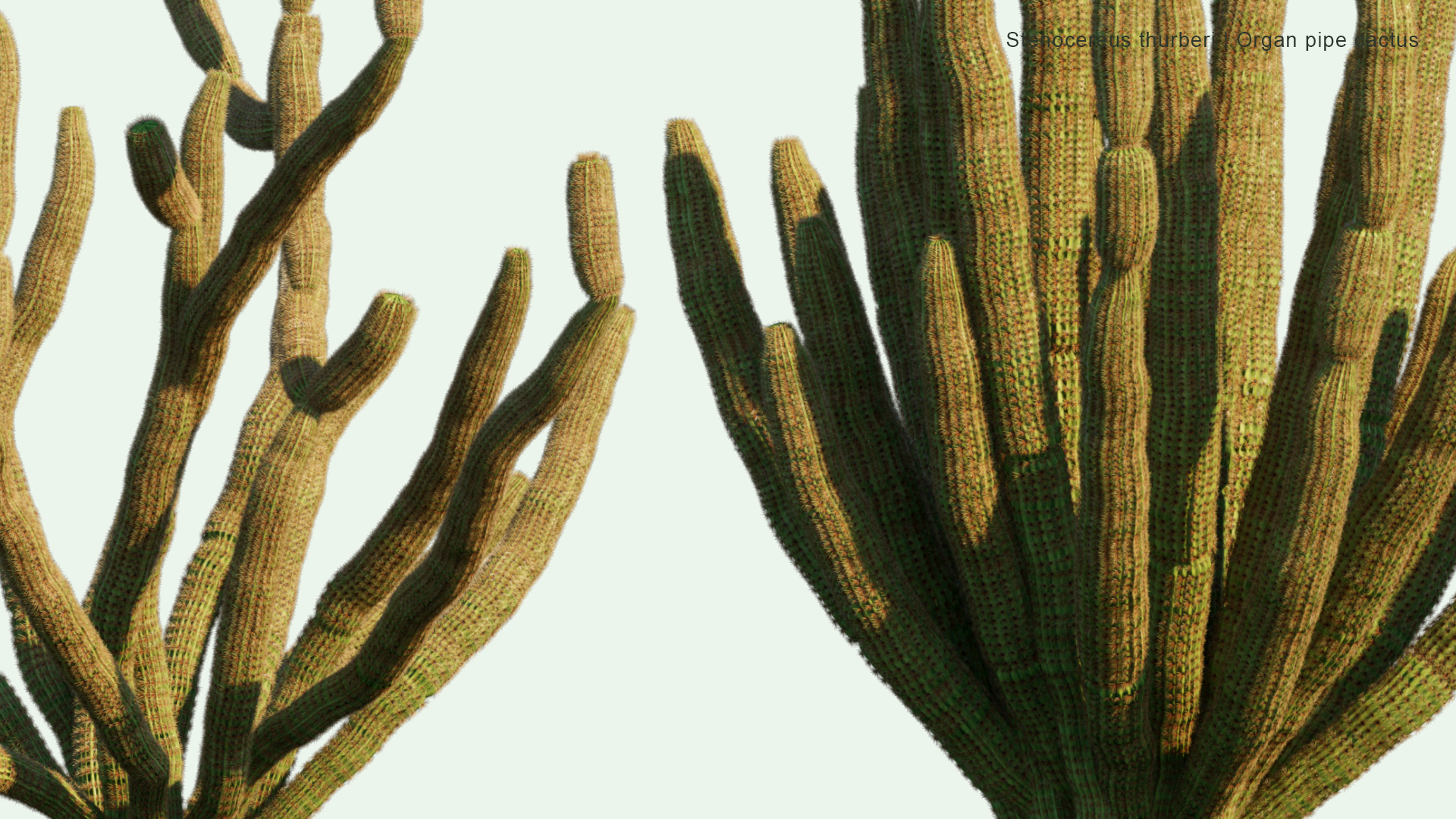 2D Stenocereus Thurberi - Organ Pipe Cactus, Pitaya Dulce